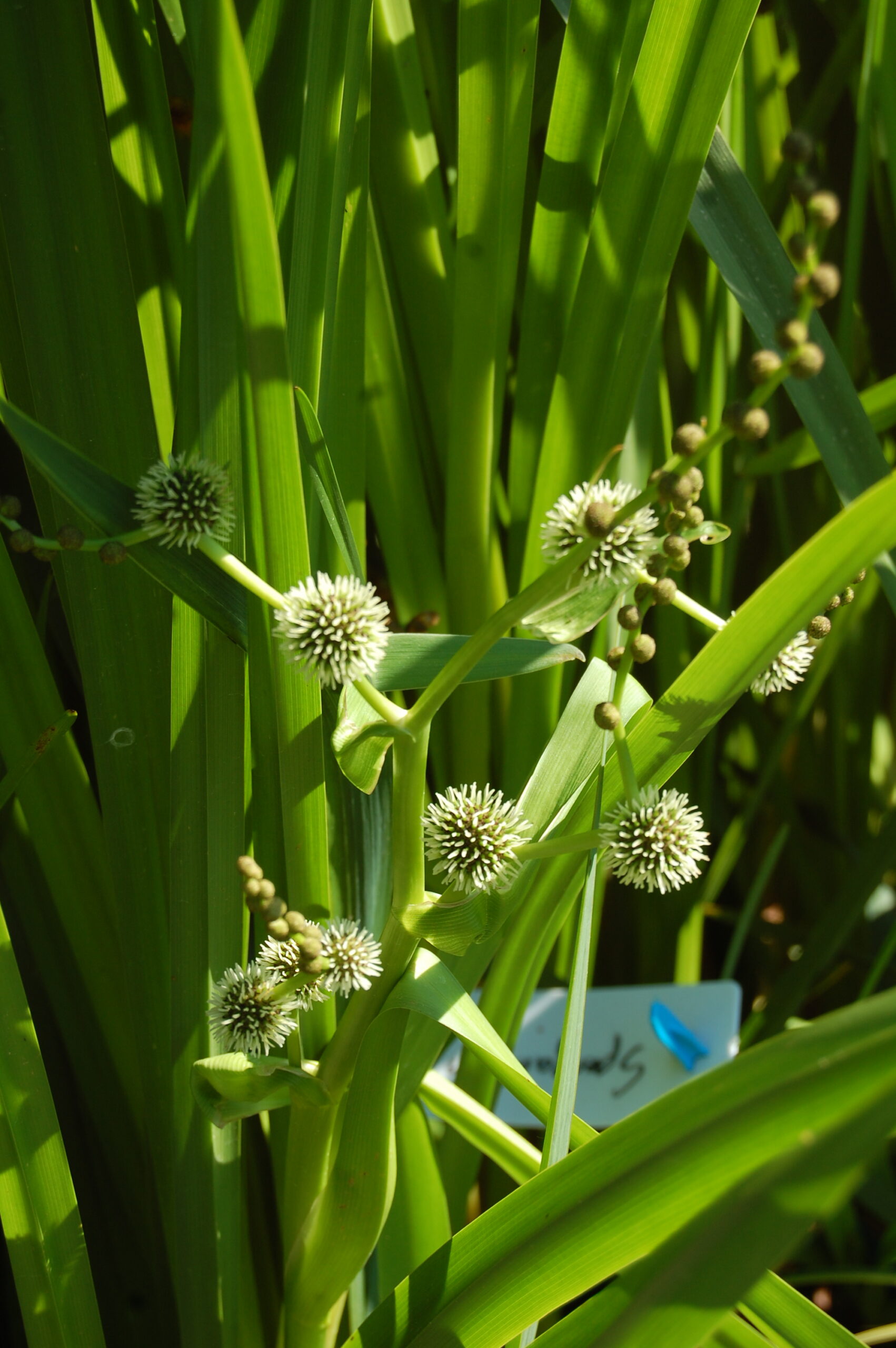 acheter Rubanier Sparganium Erectum for sale buy on line (2)