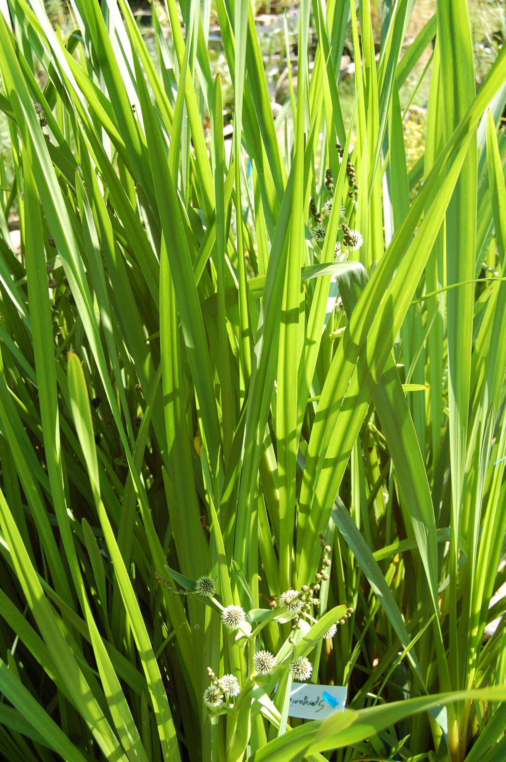 acheter Rubanier Sparganium Erectum for sale buy on line (6)