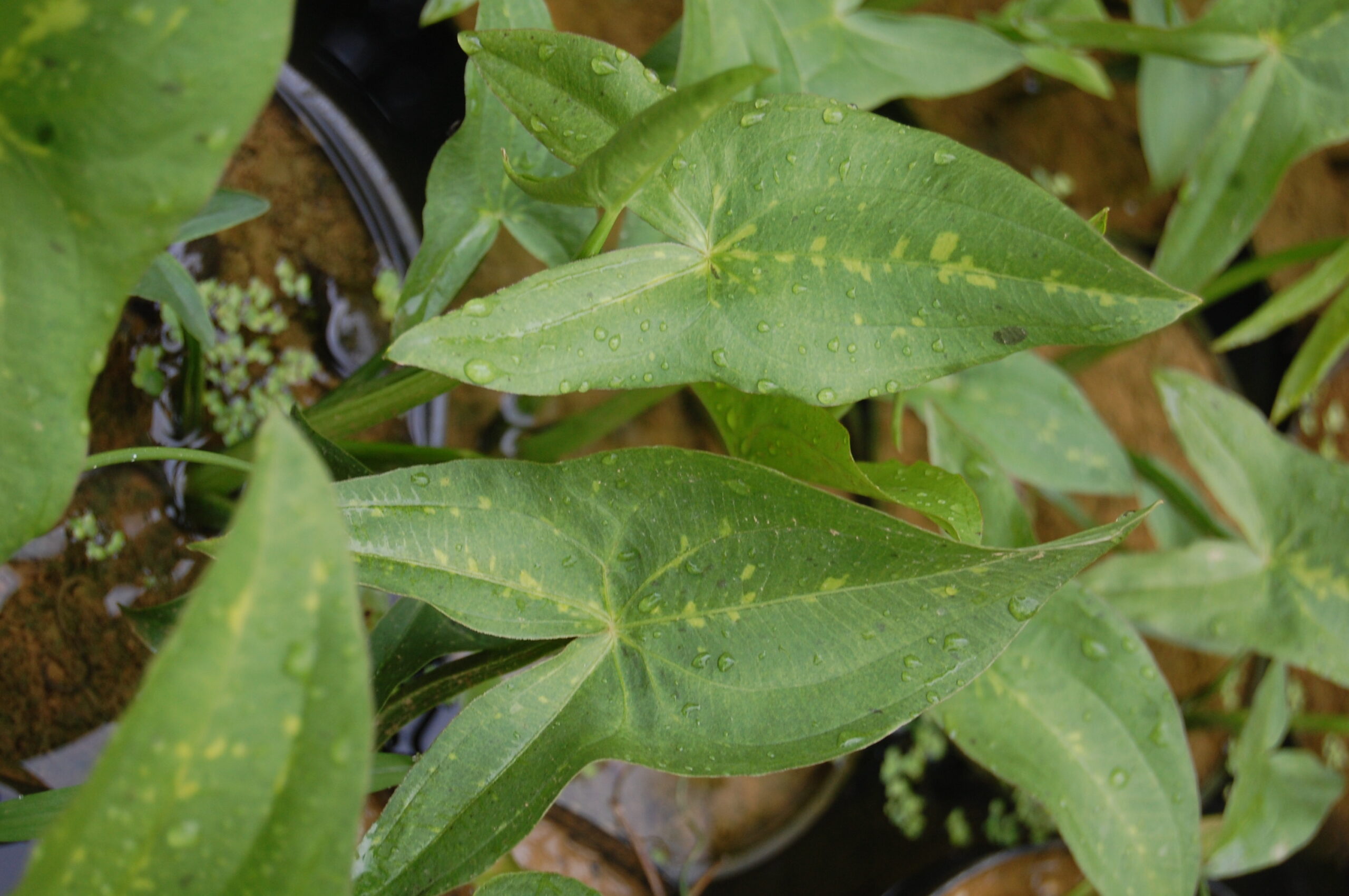 acheter Sagittaria Blooming Babe for sale buy on line (14)
