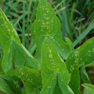 acheter Sagittaria Blooming Babe for sale buy on line (2)