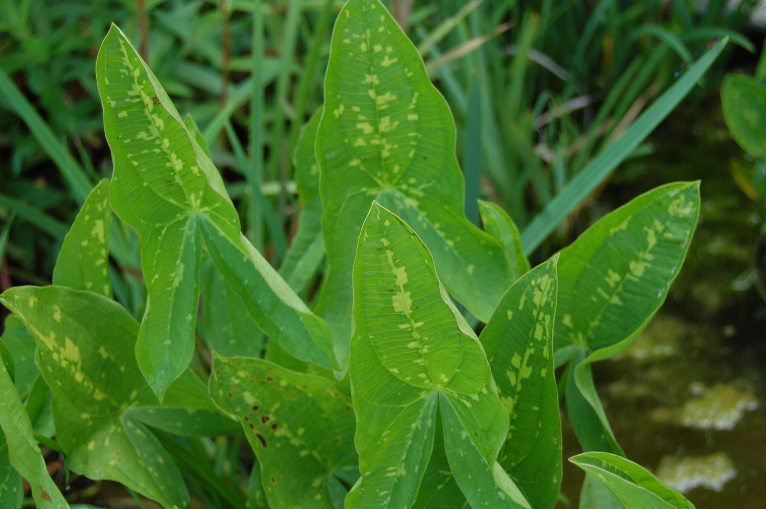 acheter Sagittaria Blooming Babe for sale buy on line (2)