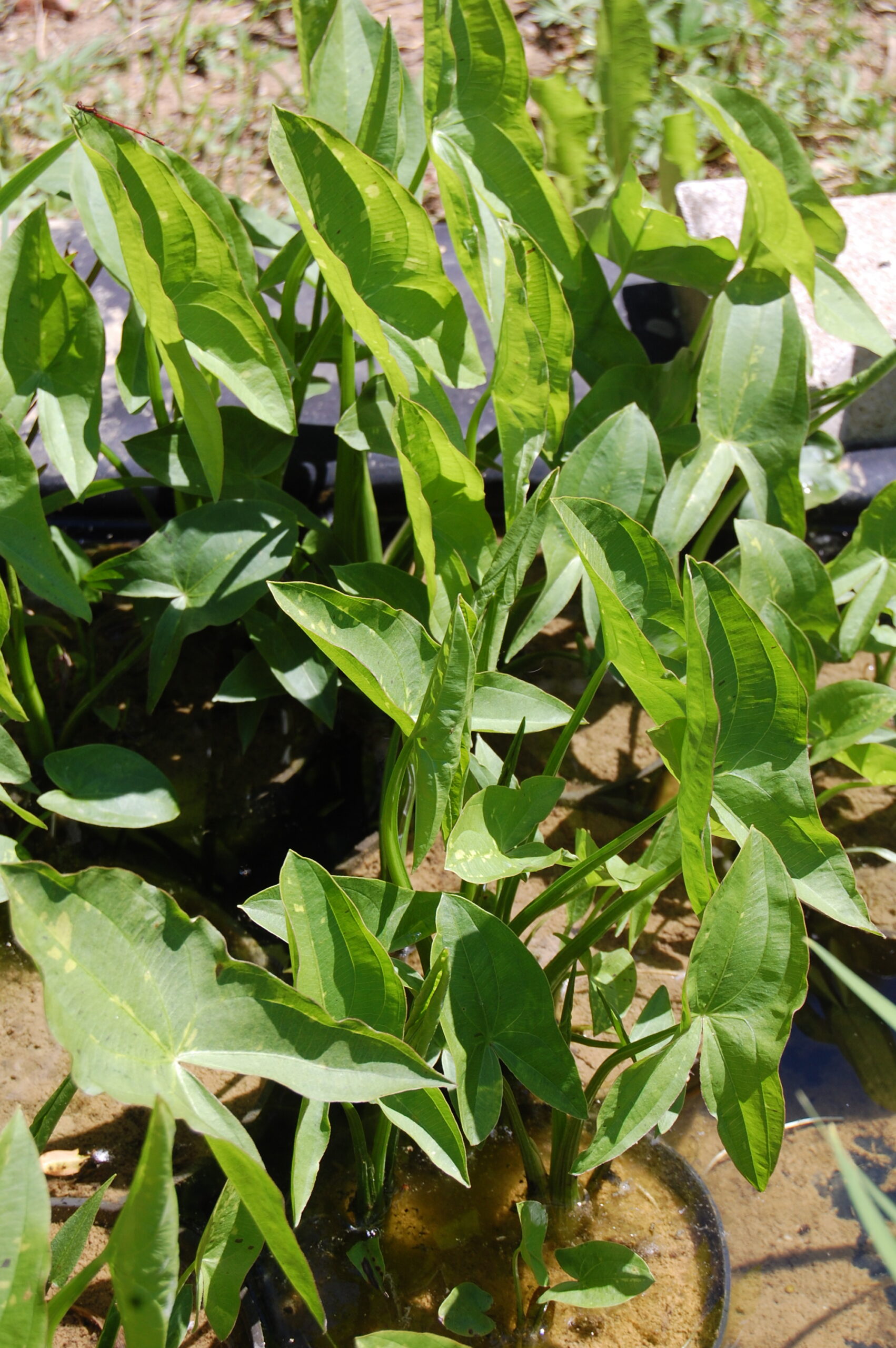 acheter Sagittaria Blooming Babe for sale buy on line (7)