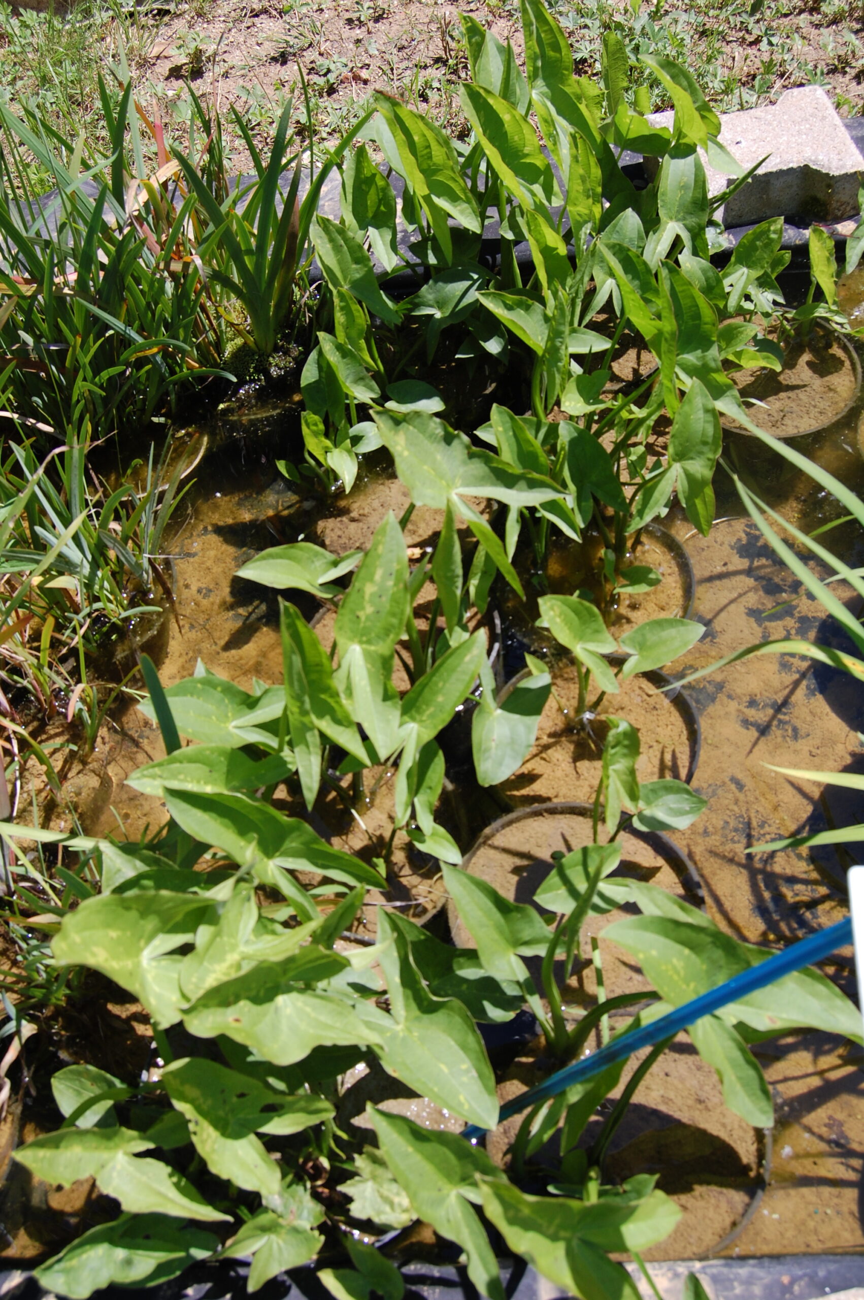 acheter Sagittaria Blooming Babe for sale buy on line (8)