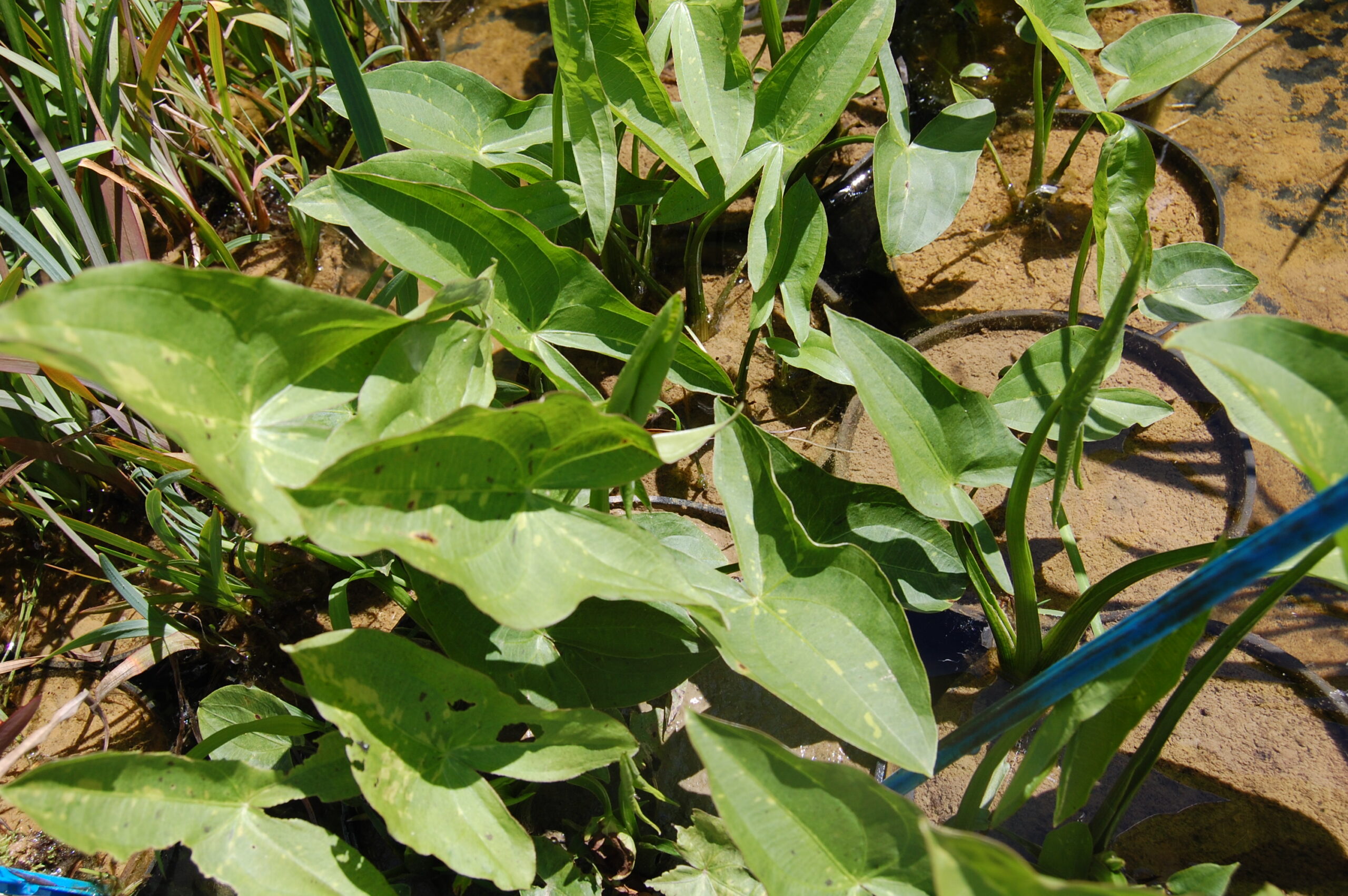 acheter Sagittaria Blooming Babe for sale buy on line (9)