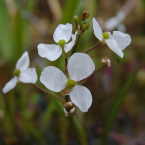 acheter Sagittaria Graminea for sale buy on line (15)