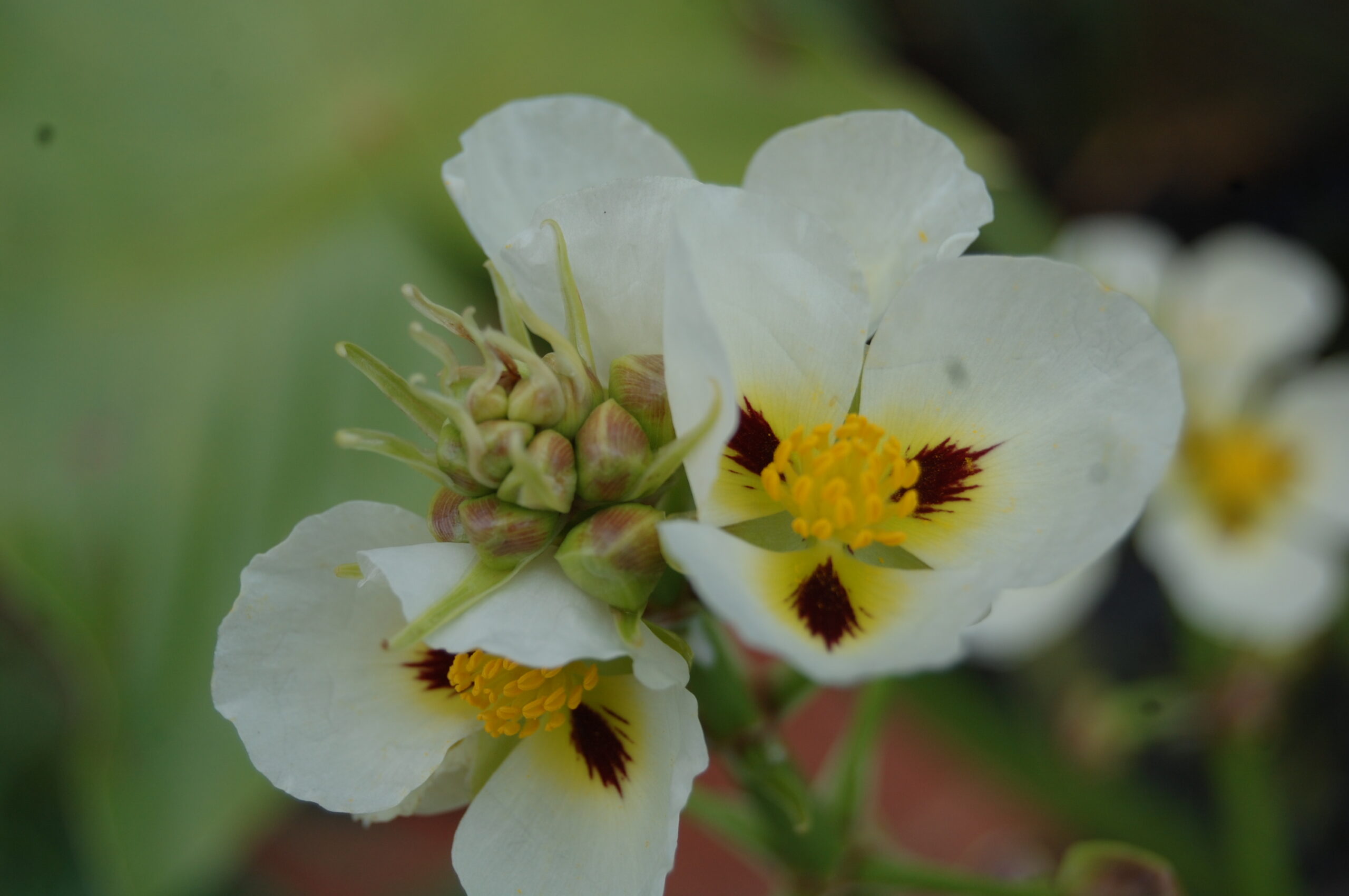 acheter Sagittaria Montevidensis for sale buy on line (1)