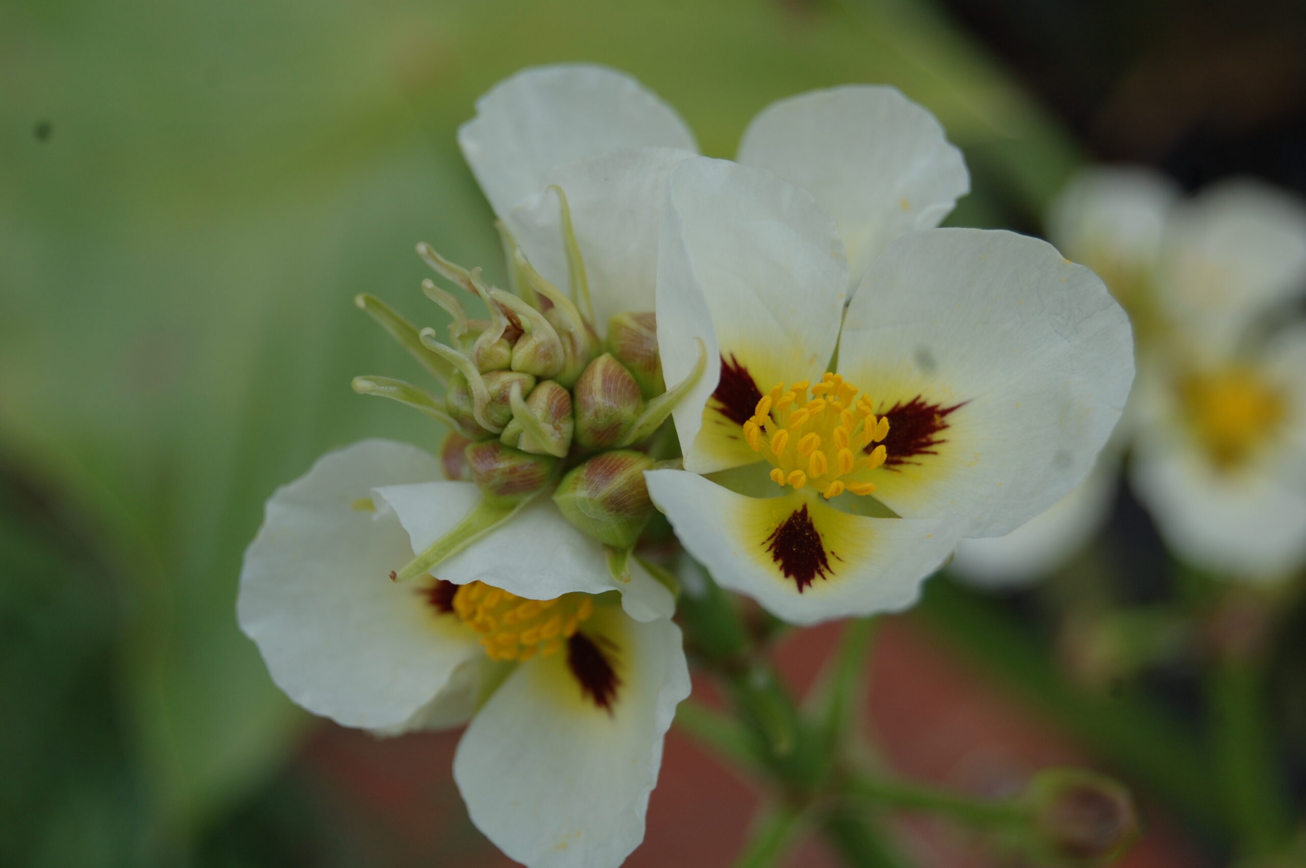 acheter Sagittaria Montevidensis for sale buy on line (14)