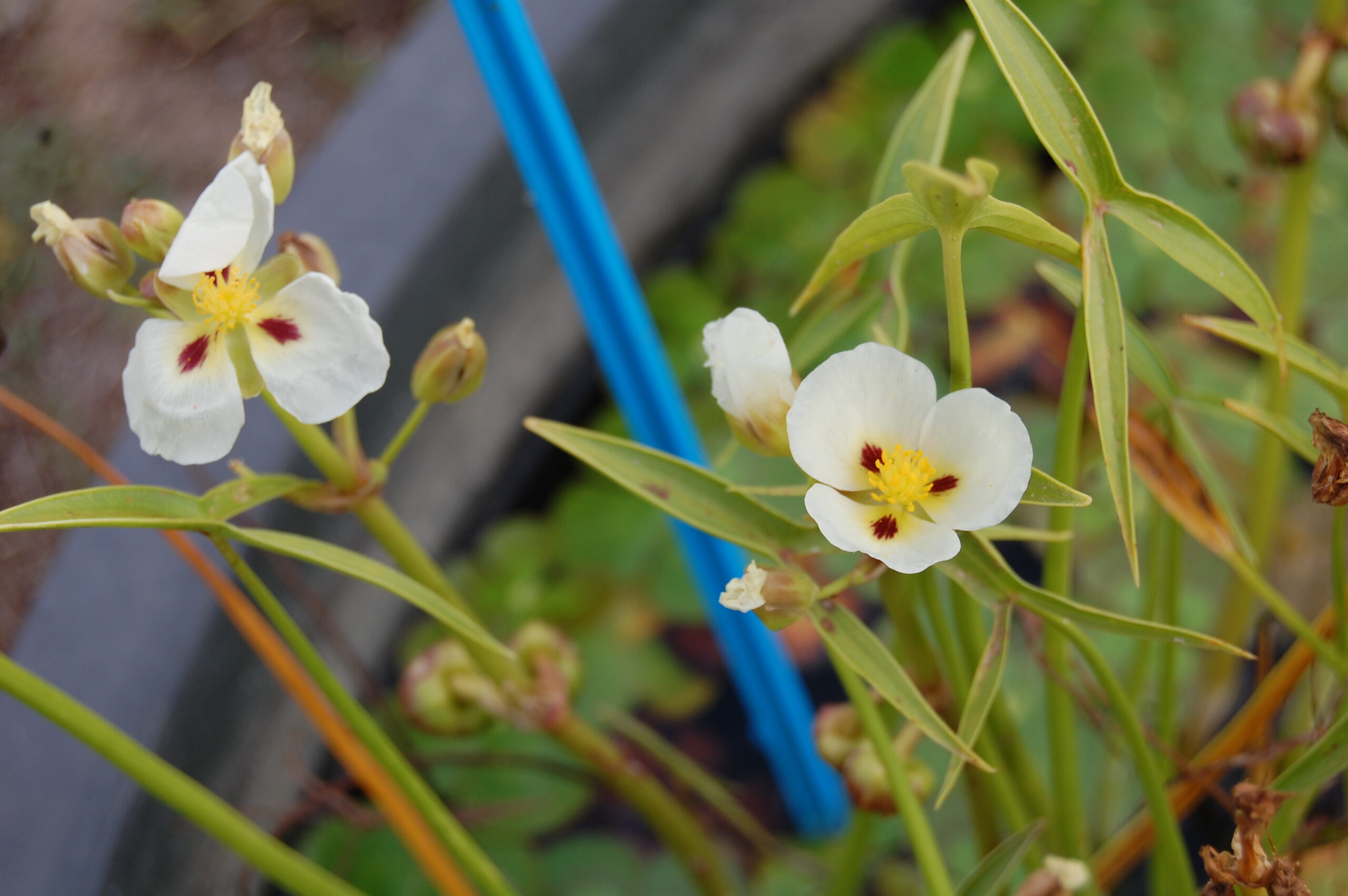 acheter Sagittaria Montevidensis for sale buy on line (2)