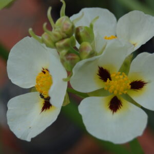 acheter Sagittaria Montevidensis for sale buy on line (7)