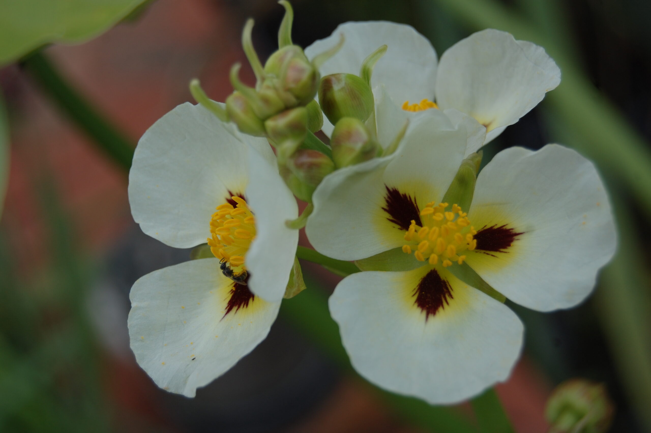 acheter Sagittaria Montevidensis for sale buy on line (7)