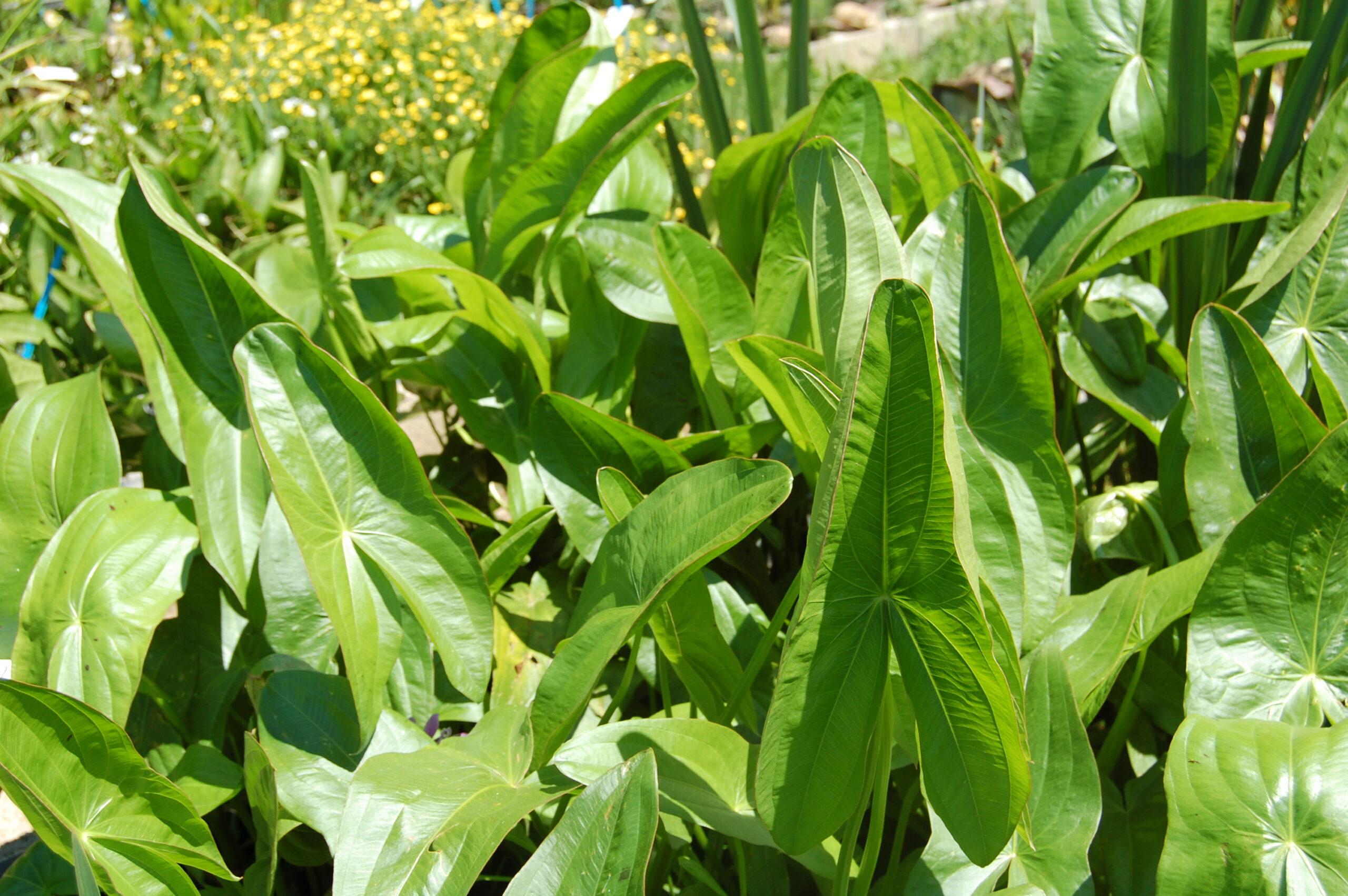 acheter Sagittaria Sagittifolia for sale buy on line (1)