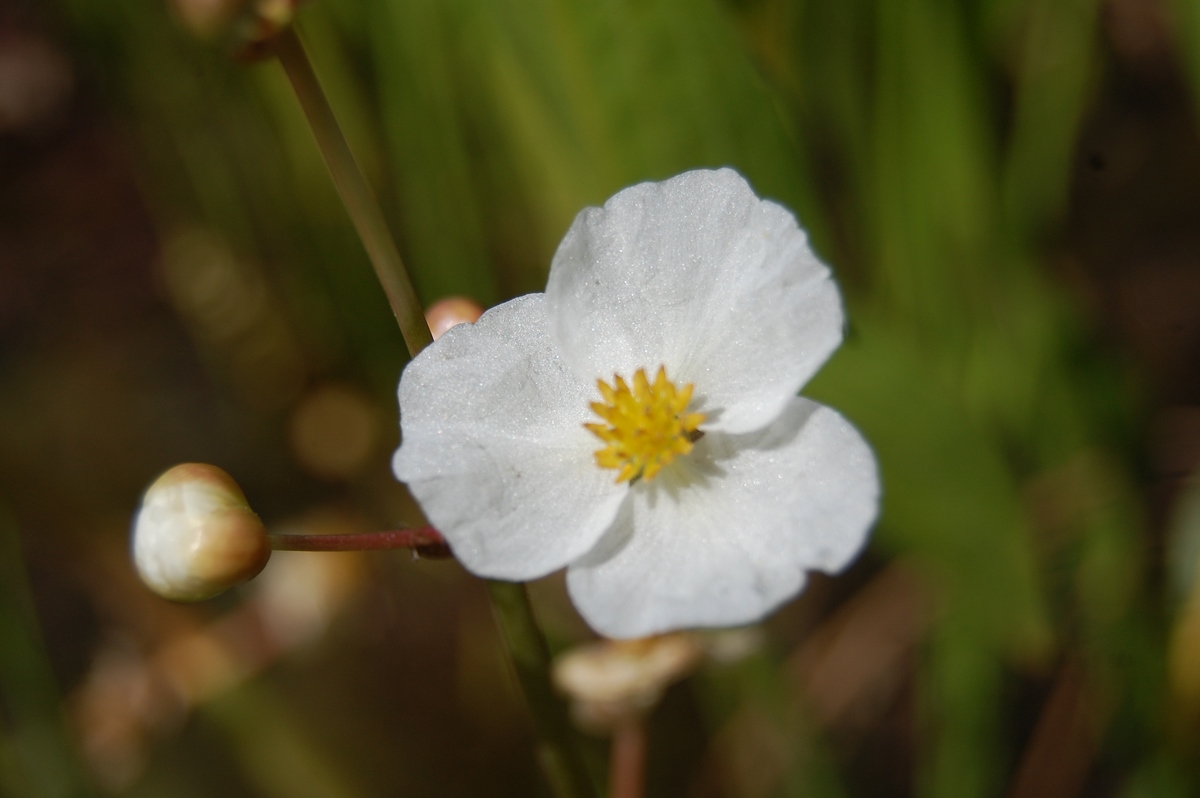 acheter Sagittaria Sagittifolia for sale buy on line (10)