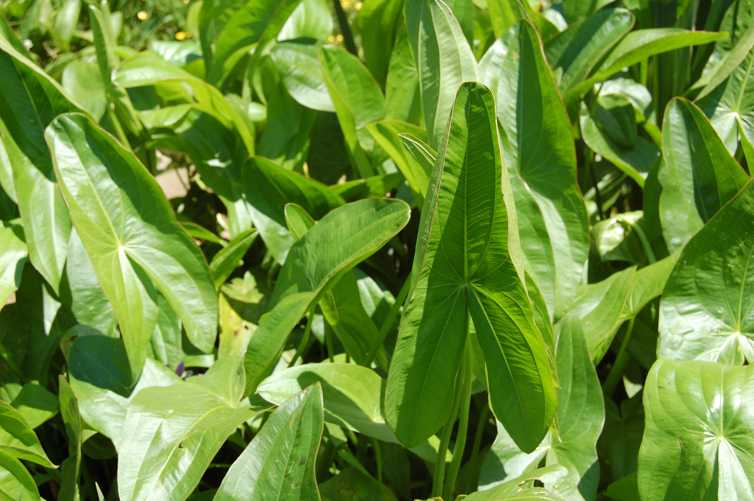 acheter Sagittaria Sagittifolia for sale buy on line (12)