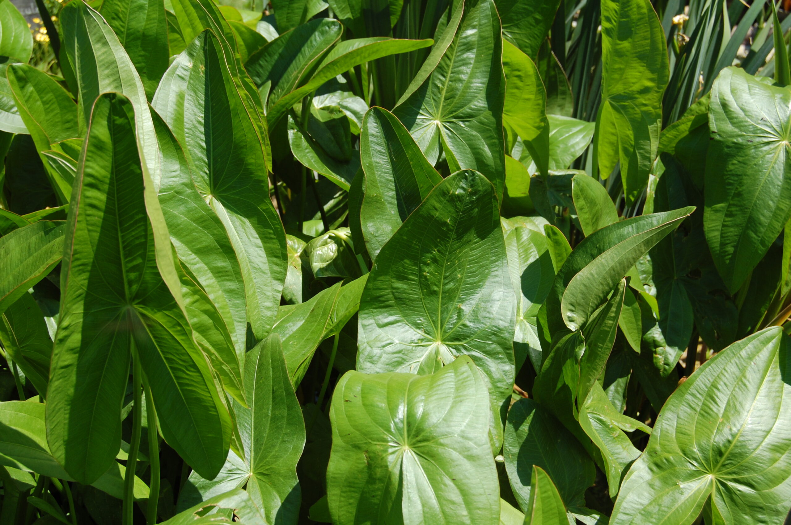 acheter Sagittaria Sagittifolia for sale buy on line (17)