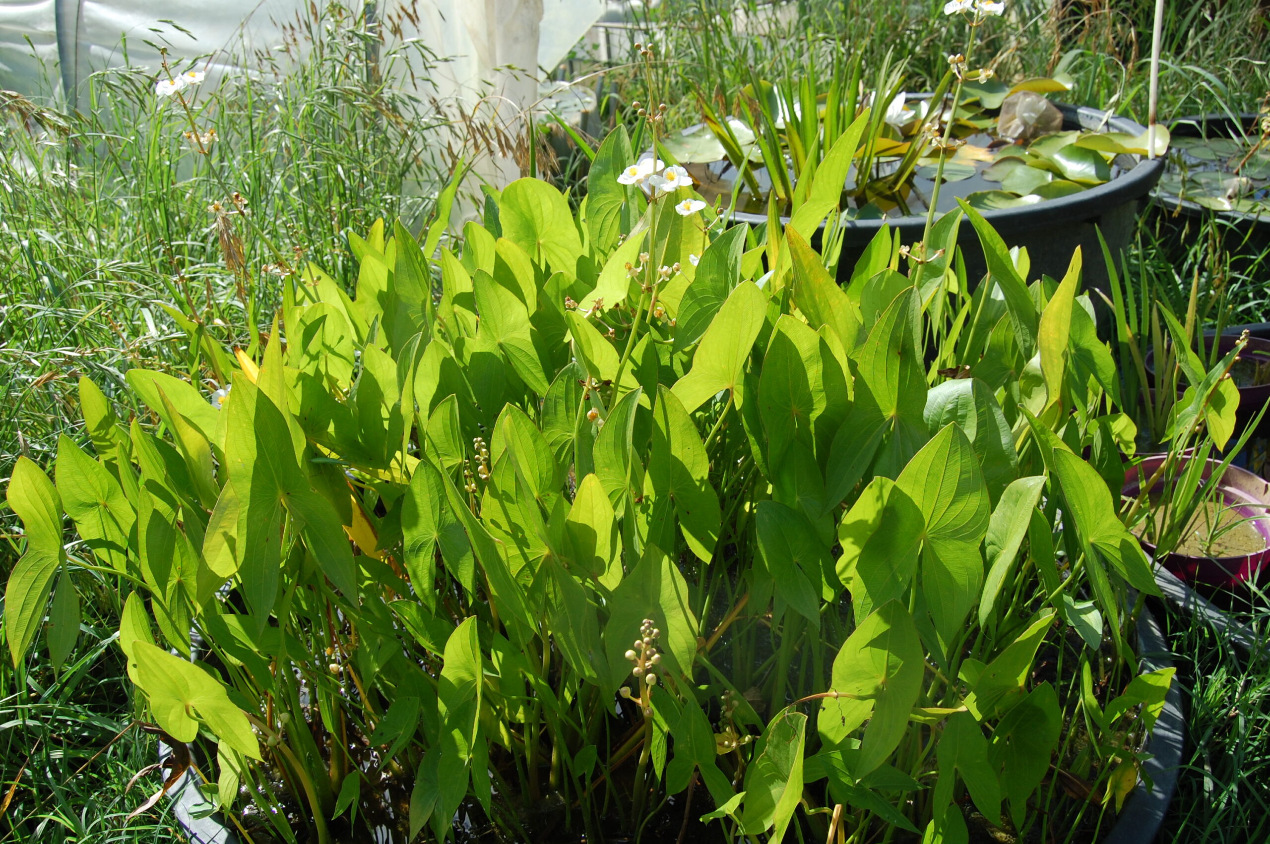 acheter Sagittaria Sagittifolia for sale buy on line (3)