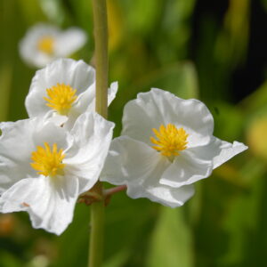 acheter Sagittaria Sagittifolia for sale buy on line (5)
