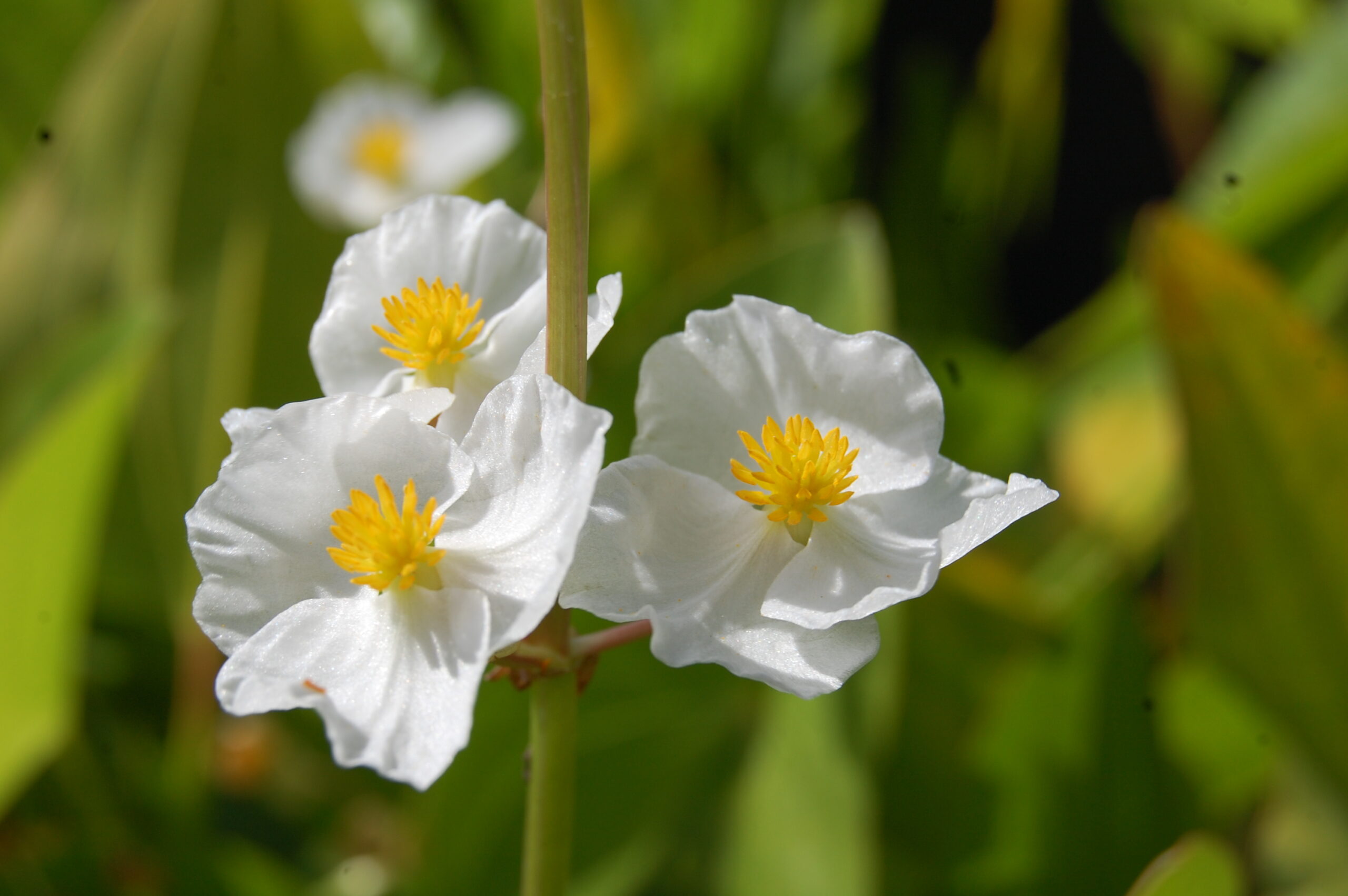 acheter Sagittaria Sagittifolia for sale buy on line (5)