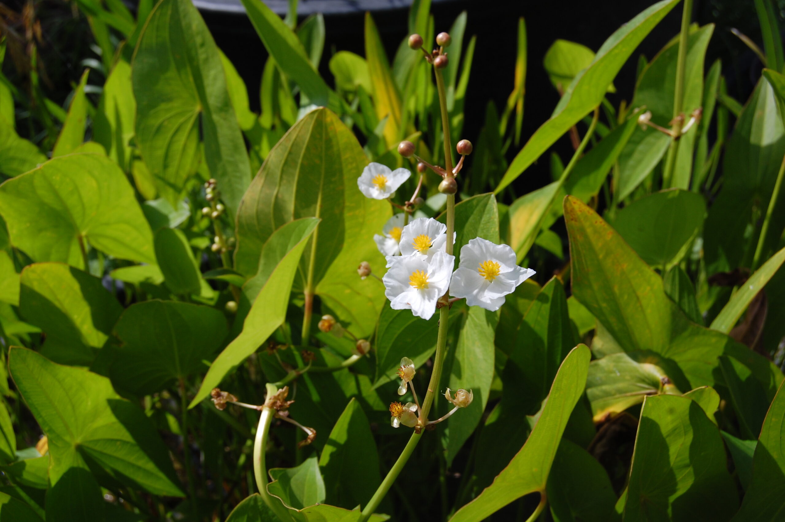 acheter Sagittaria Sagittifolia for sale buy on line (6)