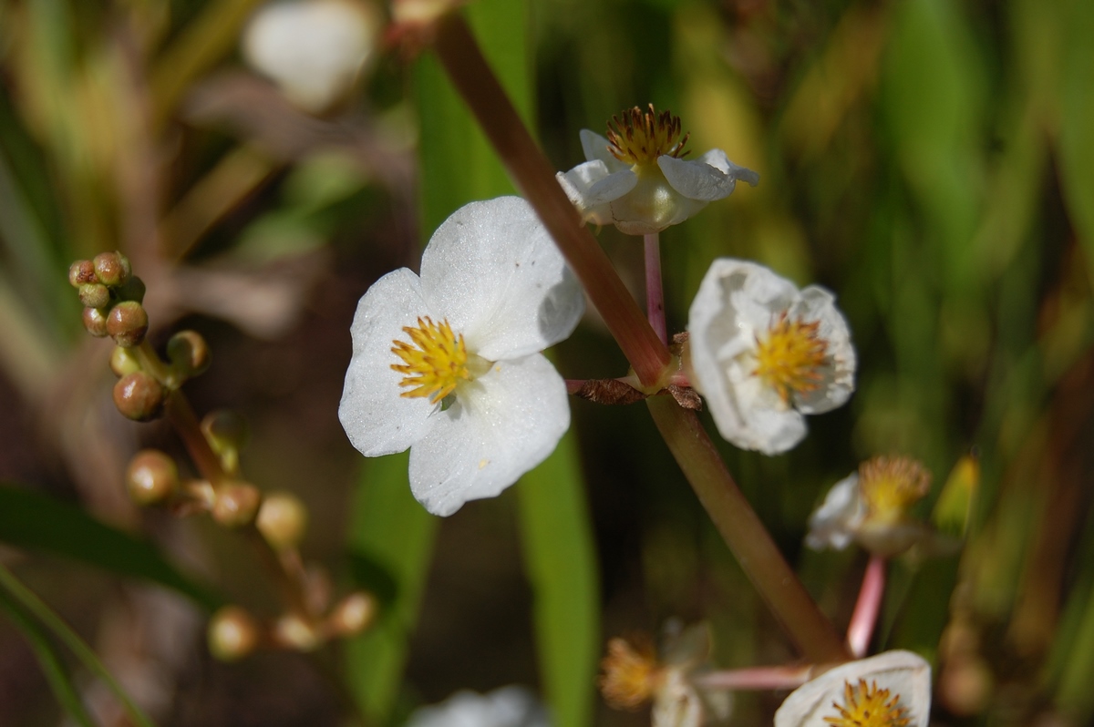 acheter Sagittaria Sagittifolia for sale buy on line (8)