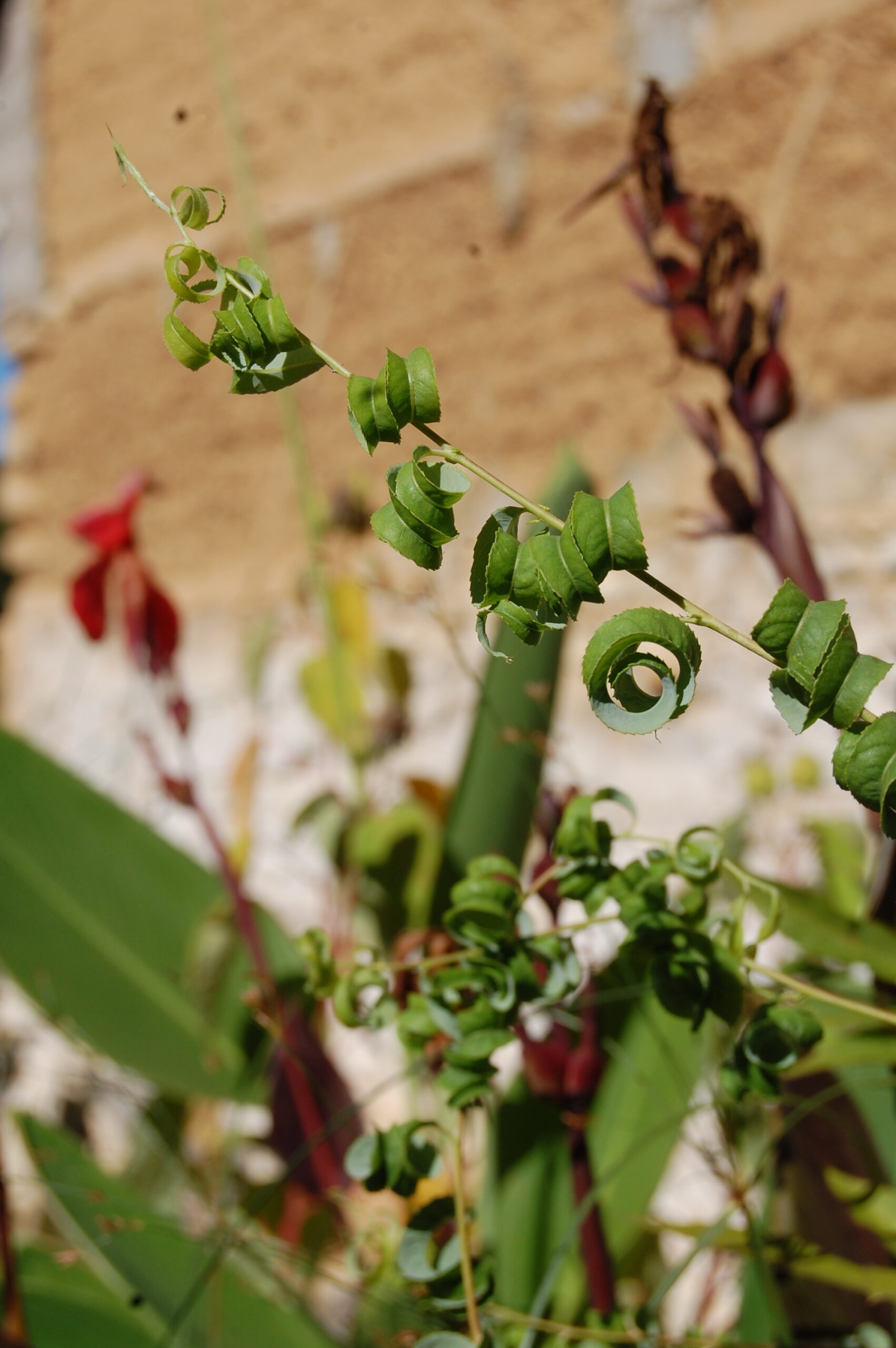 acheter Saule Crépus for sale buy on line (1)