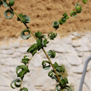acheter Saule Crépus for sale buy on line (2)