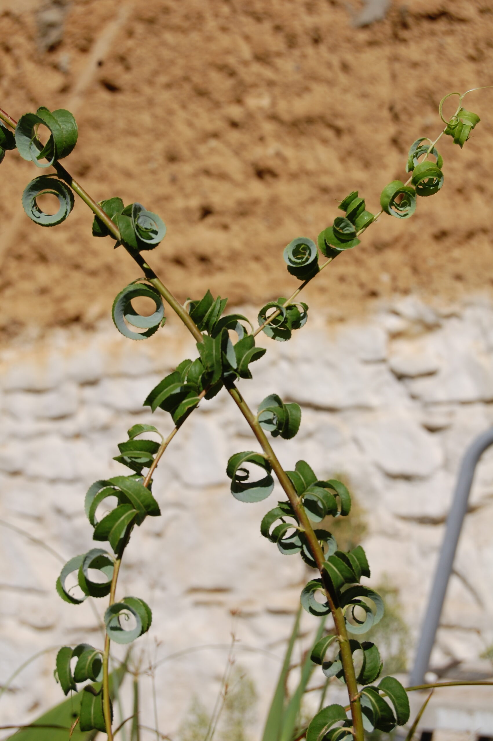 acheter Saule Crépus for sale buy on line (2)