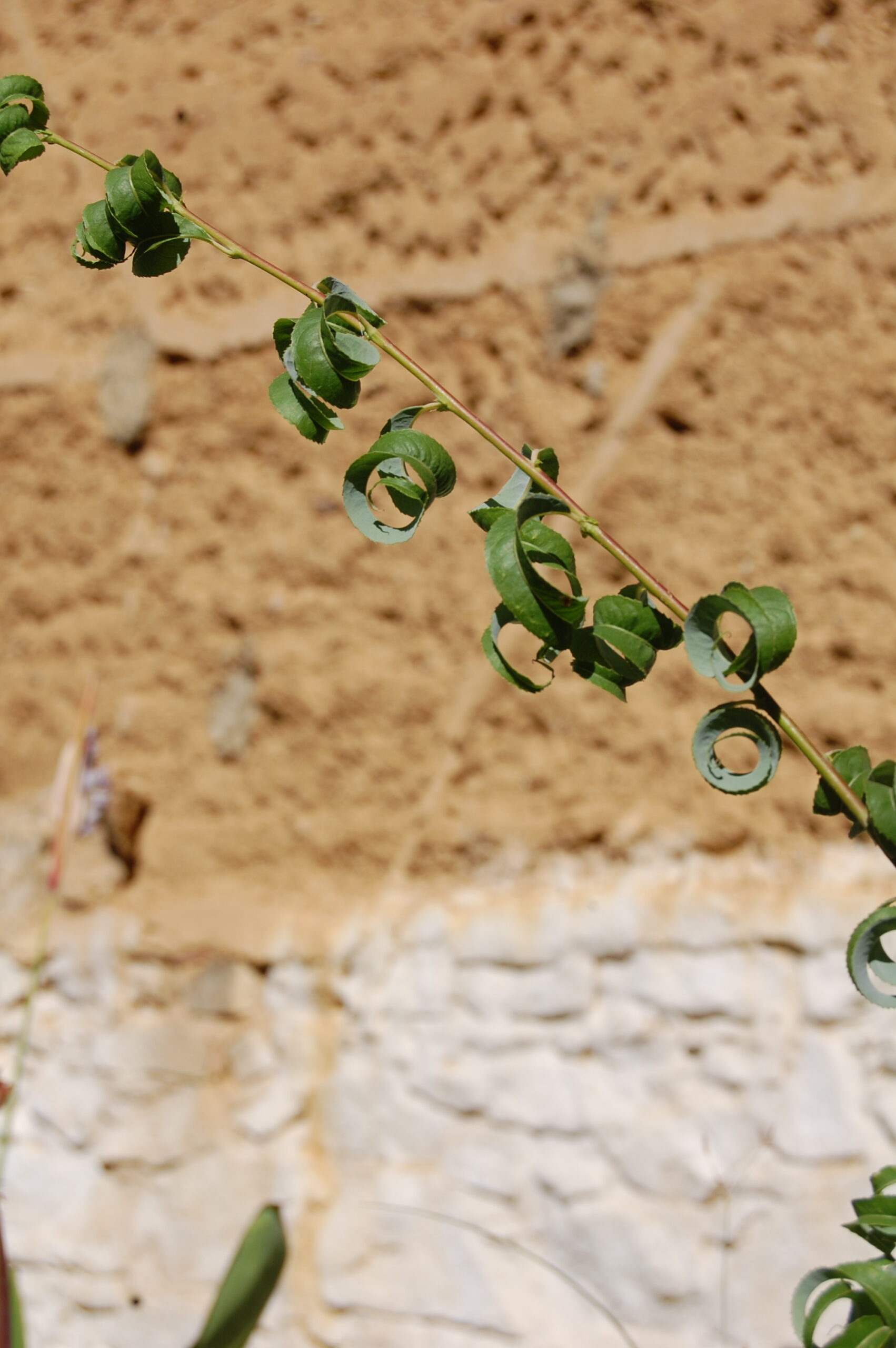 acheter Saule Crépus for sale buy on line (4)