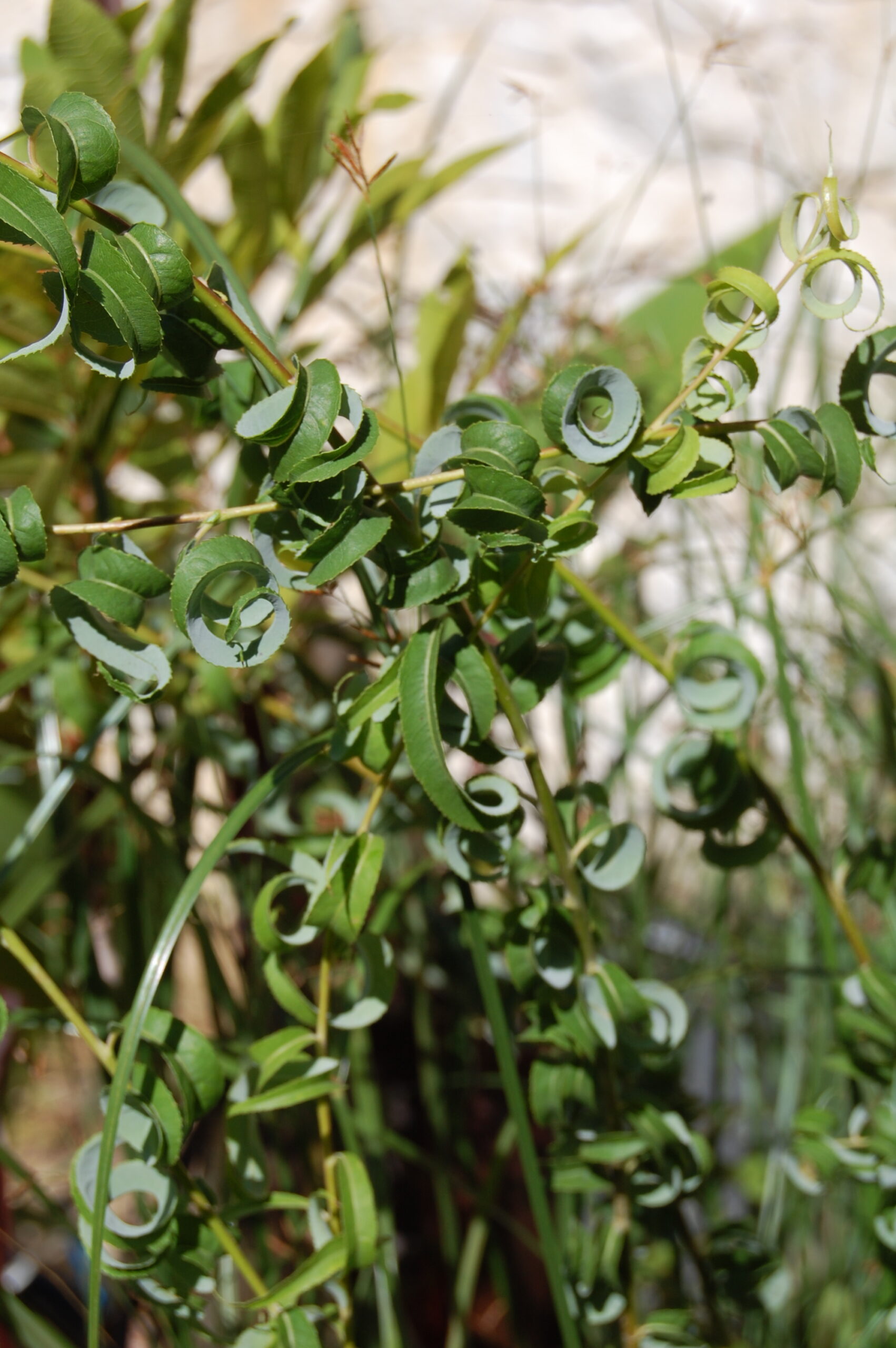 acheter Saule Crépus for sale buy on line (6)