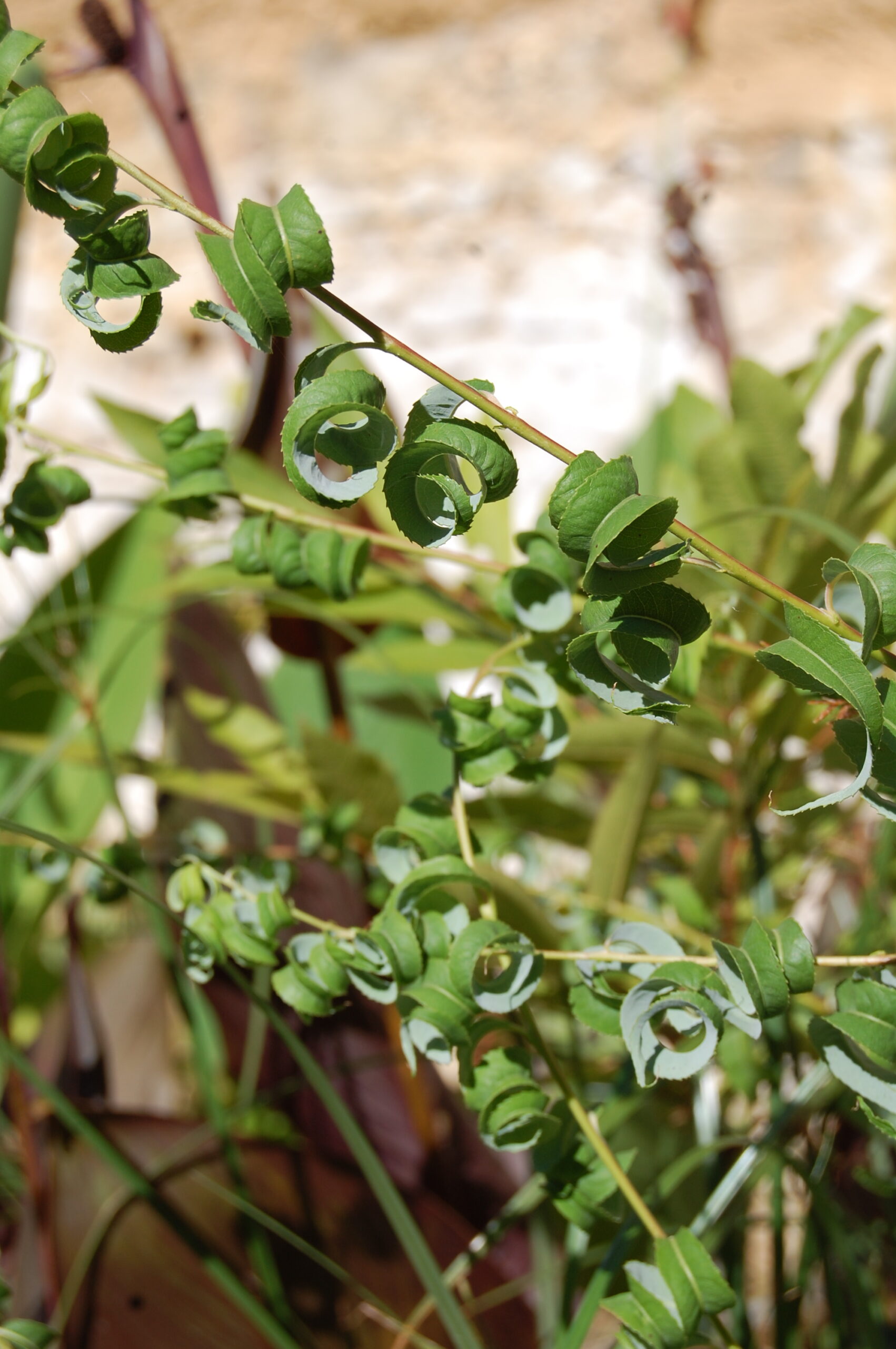 acheter Saule Crépus for sale buy on line (7)