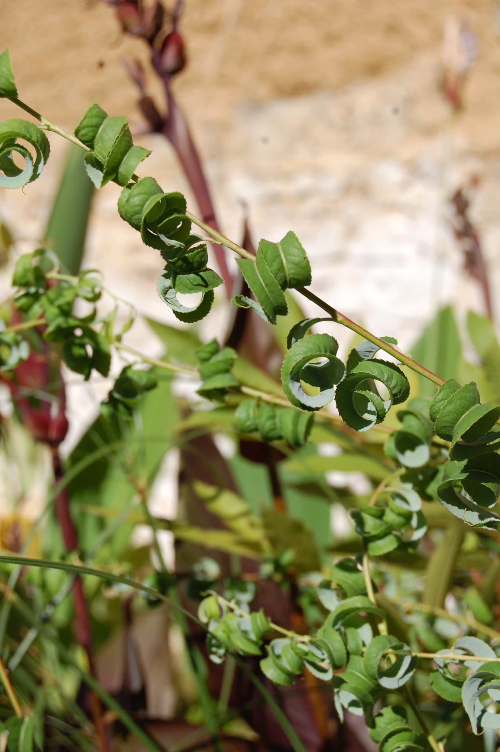 acheter Saule Crépus for sale buy on line (8)