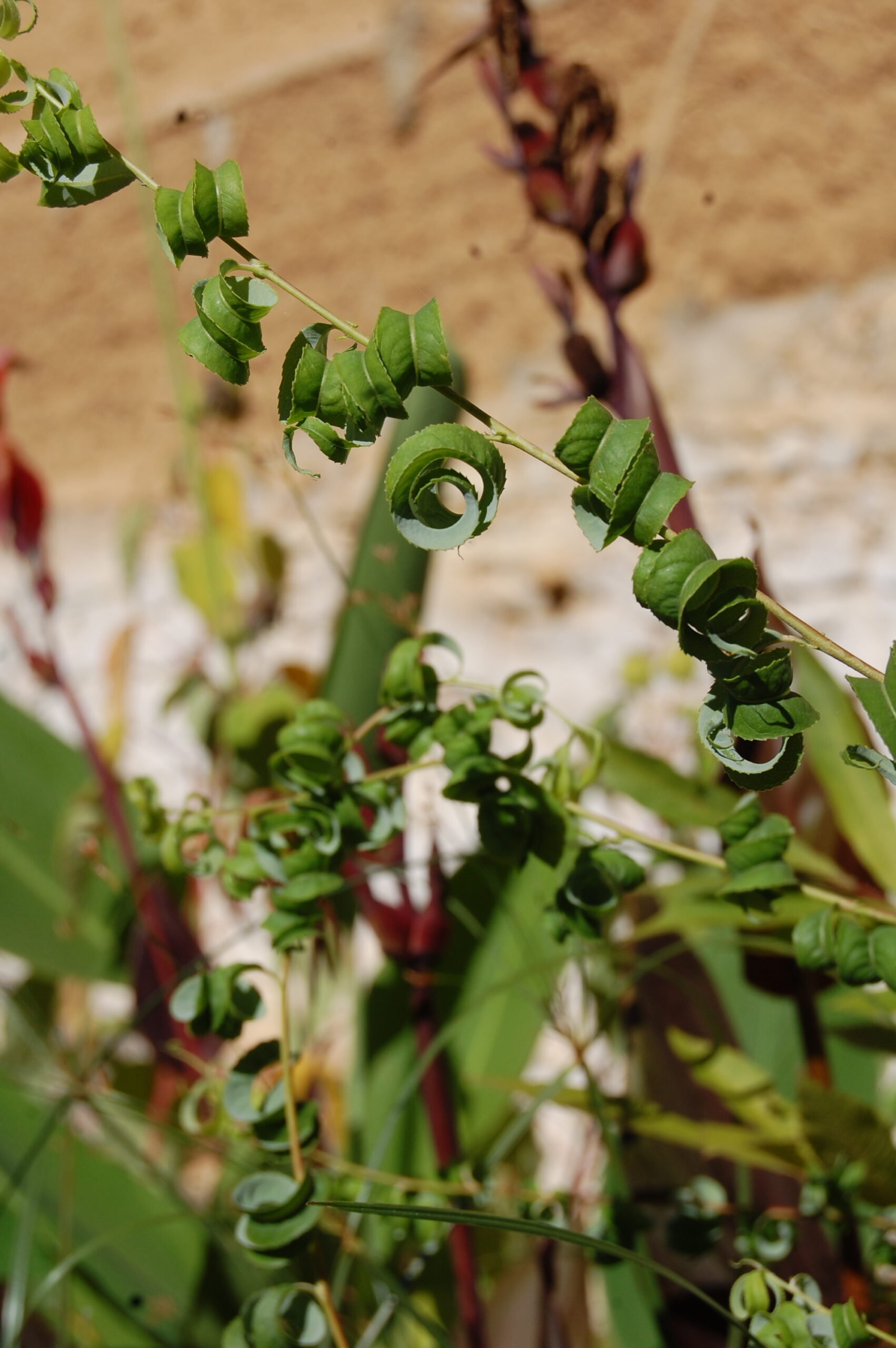 acheter Saule Crépus for sale buy on line (9)