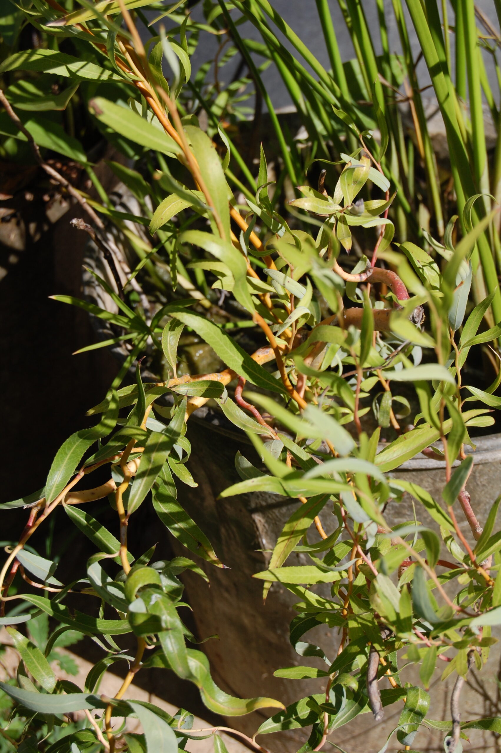 acheter Saule Tortueux for sale buy on line (3)