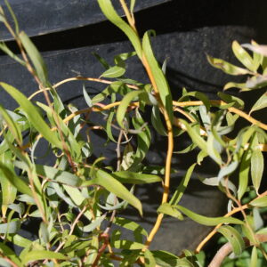 acheter Saule Tortueux for sale buy on line (6)