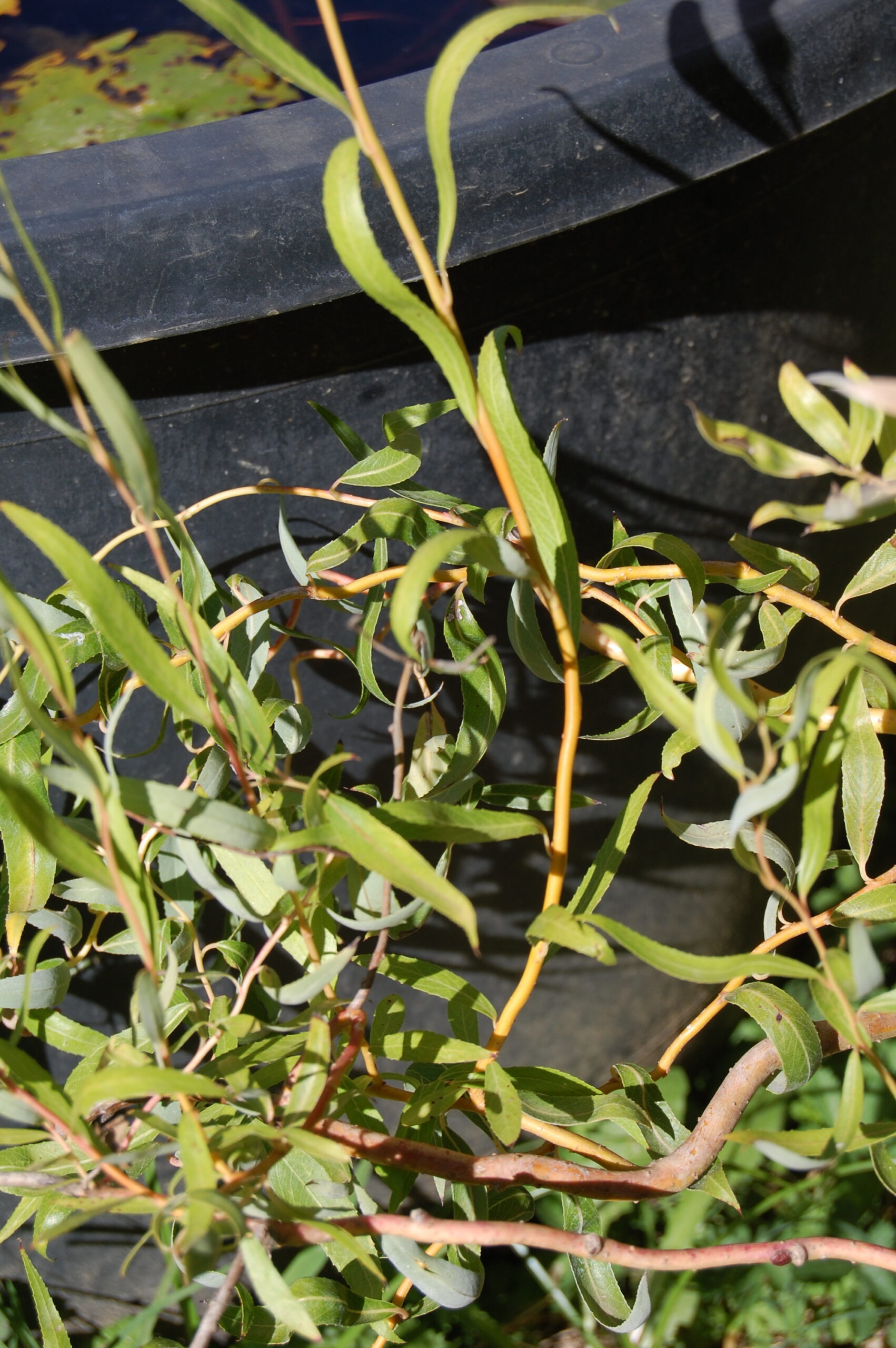acheter Saule Tortueux for sale buy on line (6)