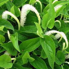 acheter Saururus Cernuus for sale buy on line (1)