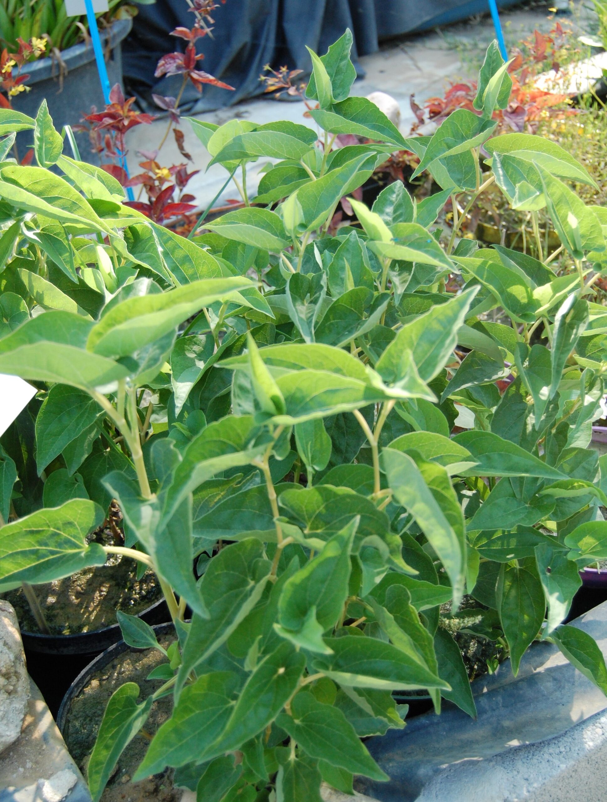 acheter Saururus Cernuus for sale buy on line (2)