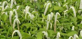 acheter Saururus Cernuus for sale buy on line (4)