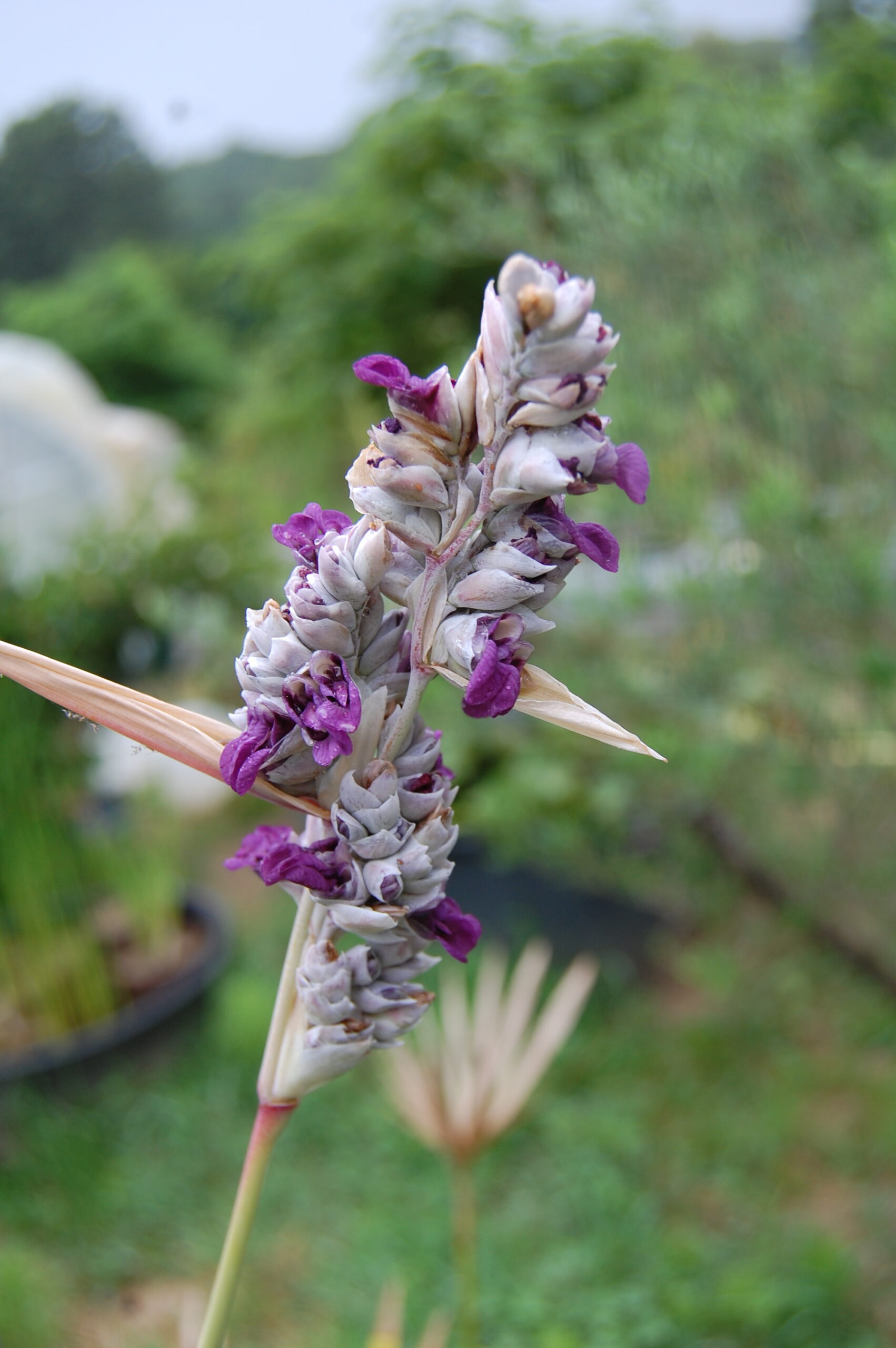 acheter Thalia Delbata for sale buy on line (3)