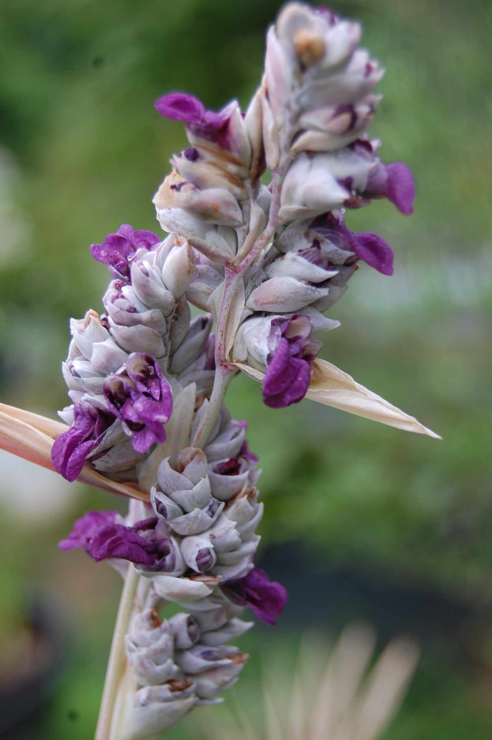 acheter Thalia Delbata for sale buy on line (4)