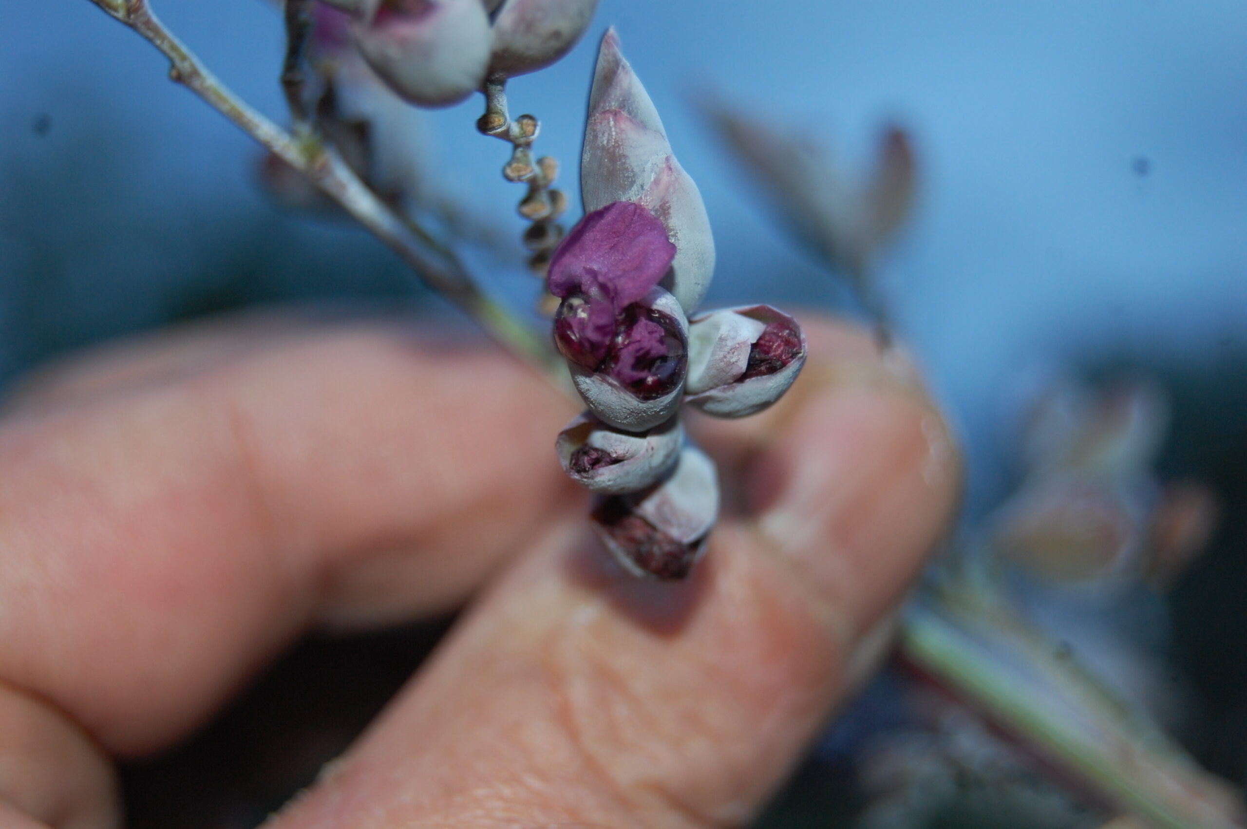 acheter Thalia Geniculata for sale buy on line (4)