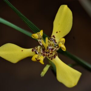 acheter Trimezia Martinensis for sale buy on line (10)