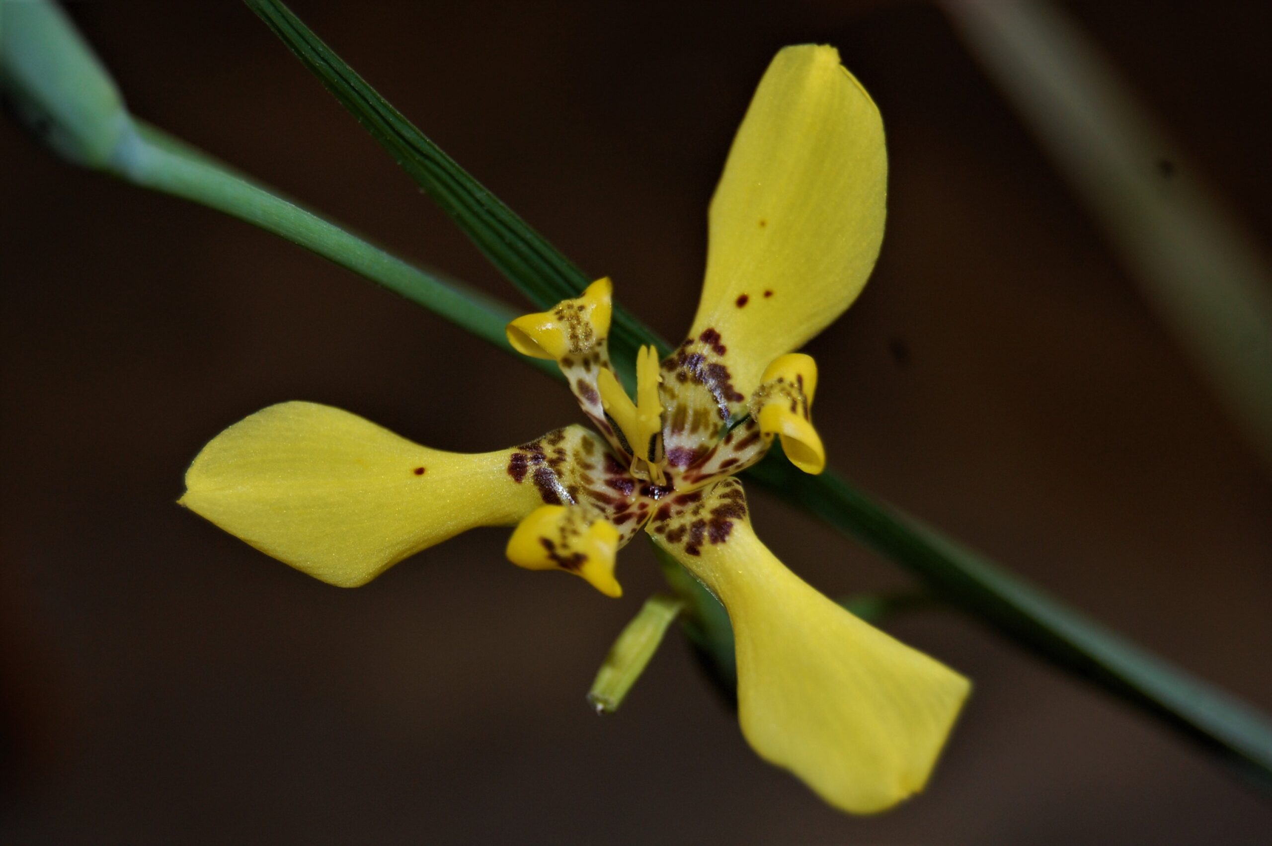 acheter Trimezia Martinensis for sale buy on line (10)