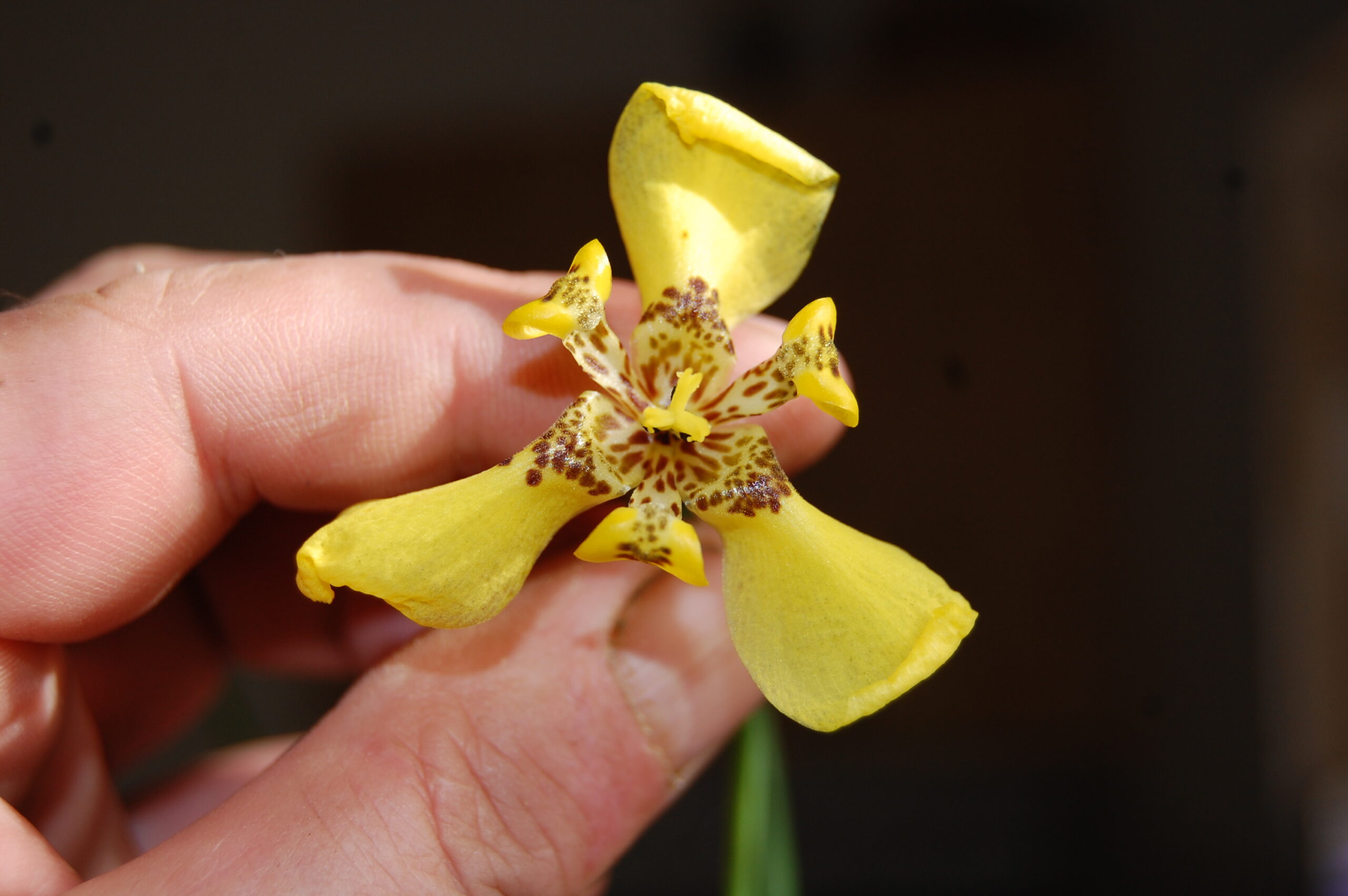 acheter Trimezia Martinensis for sale buy on line (14)