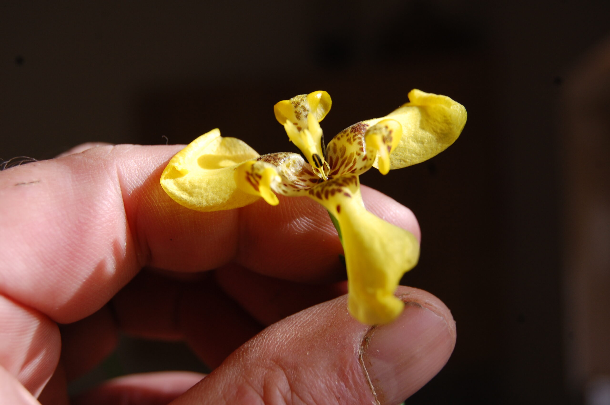 acheter Trimezia Martinensis for sale buy on line (16)