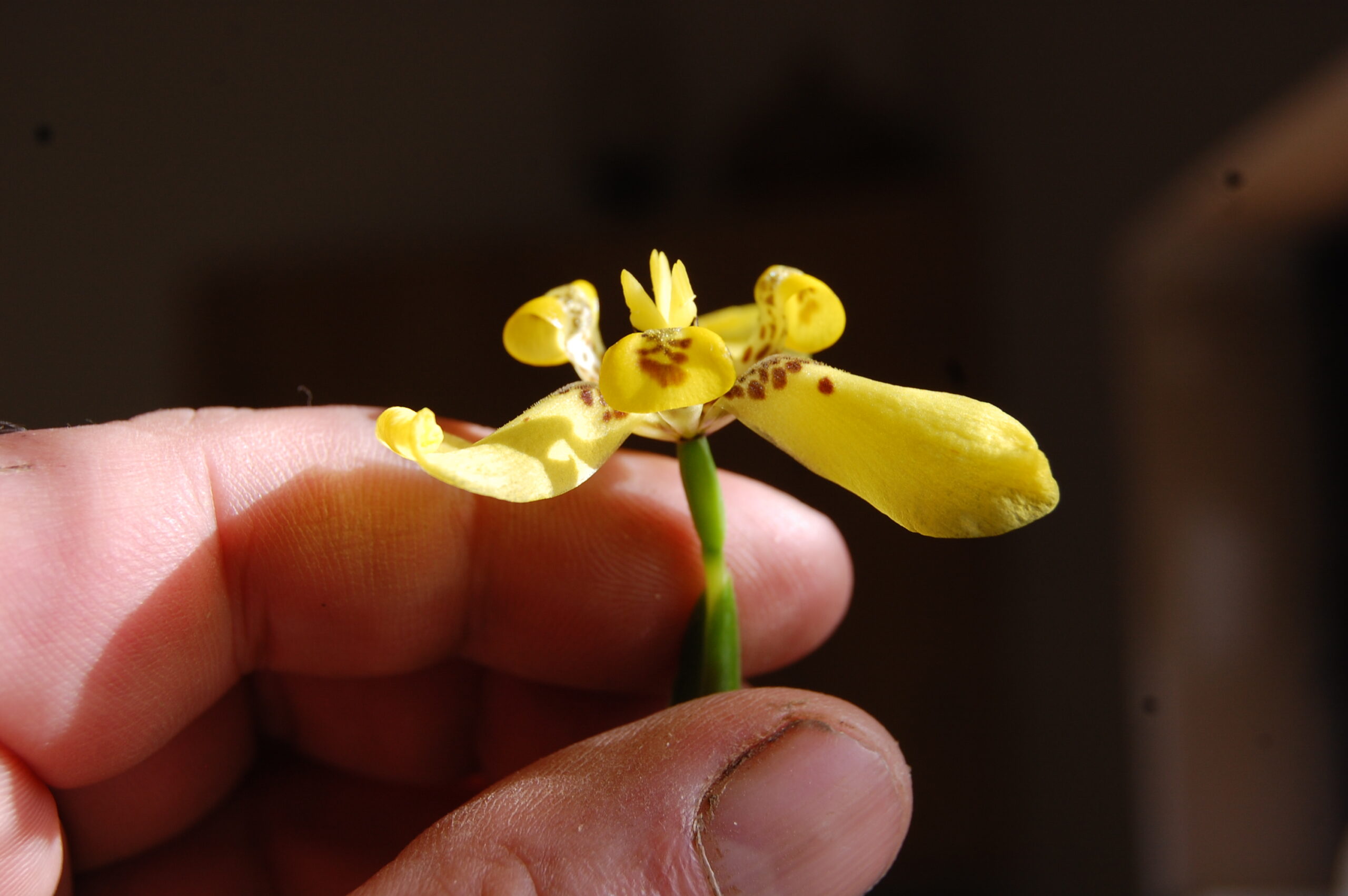 acheter Trimezia Martinensis for sale buy on line (17)