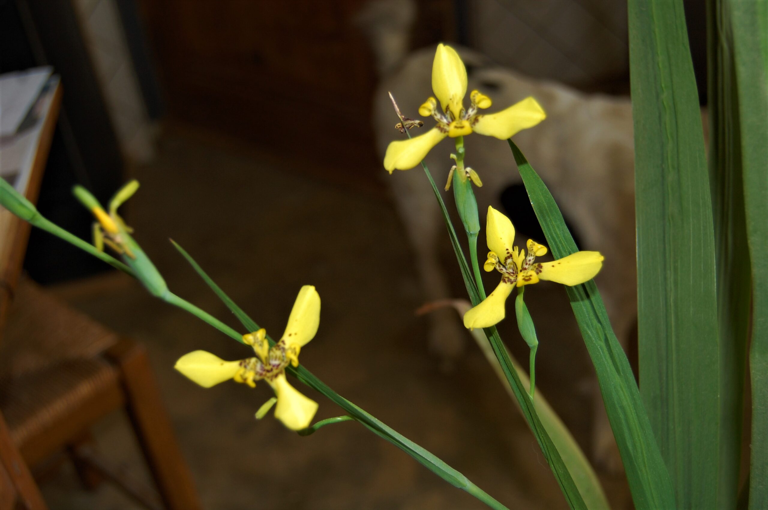 acheter Trimezia Martinensis for sale buy on line (2)