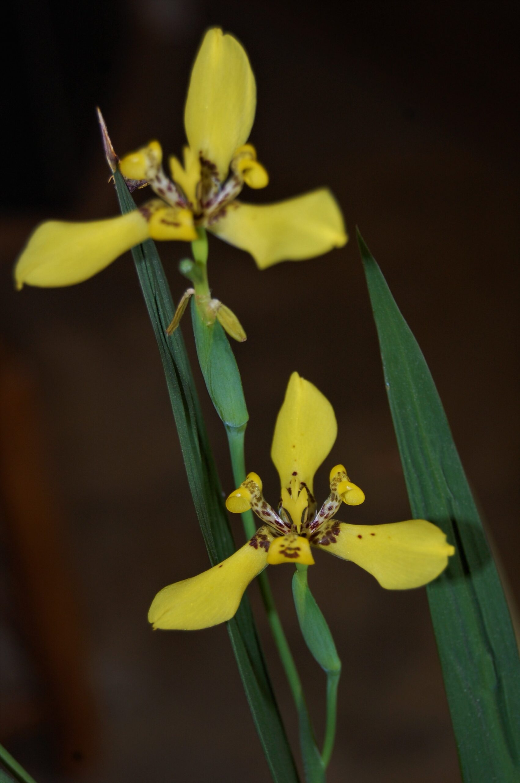 acheter Trimezia Martinensis for sale buy on line (6)