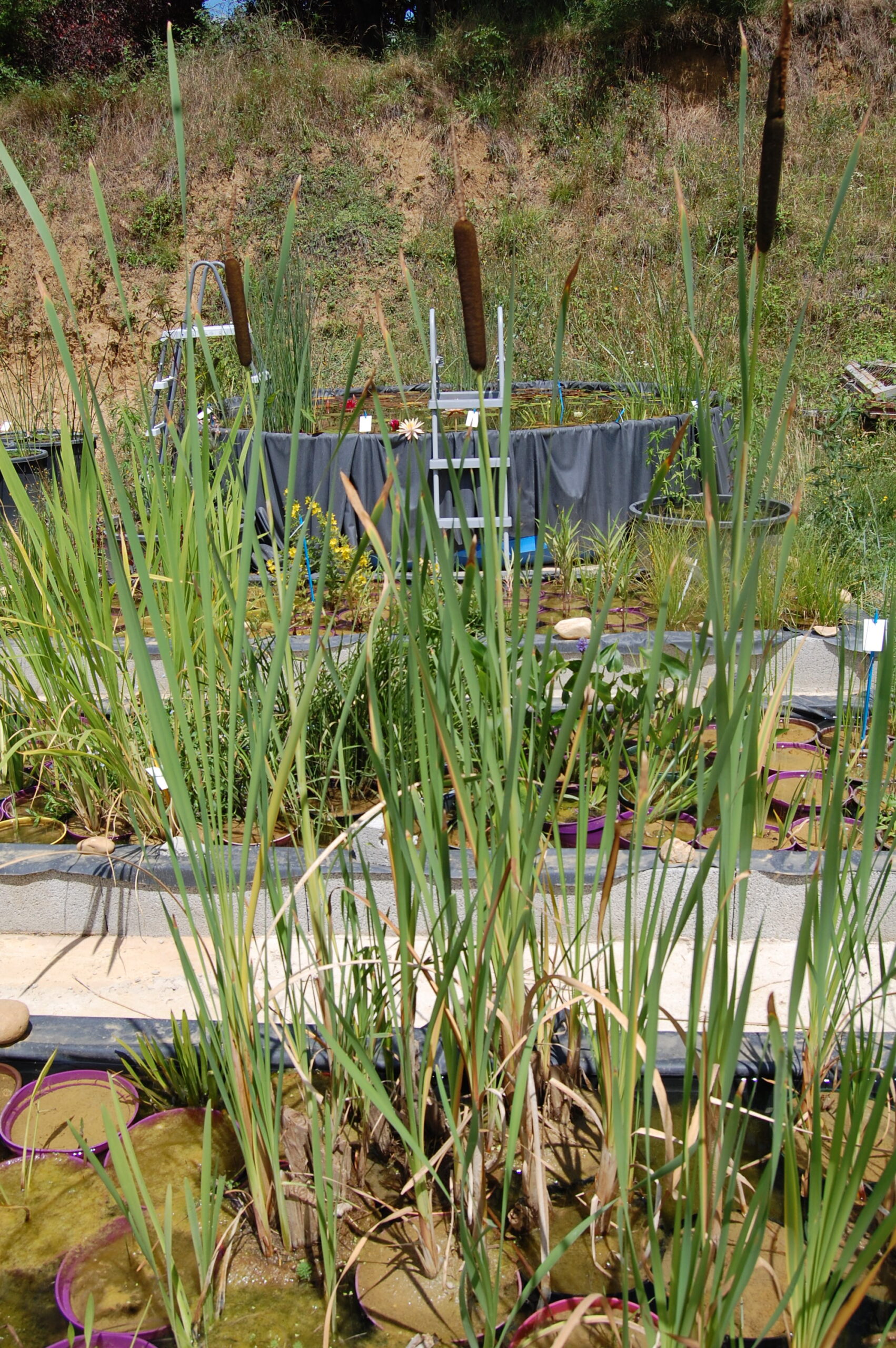 acheter Typha Latifolia for sale buy on line (2)
