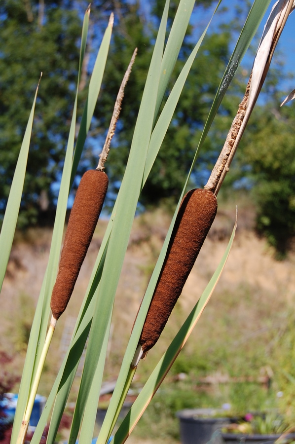 acheter Typha Latifolia for sale buy on line (3)