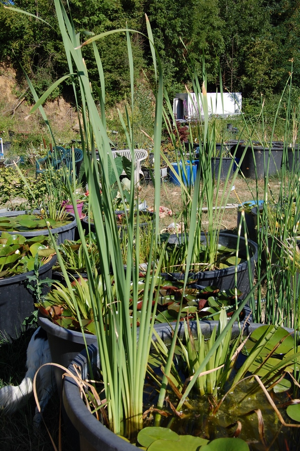 acheter Typha Latifolia for sale buy on line (5)